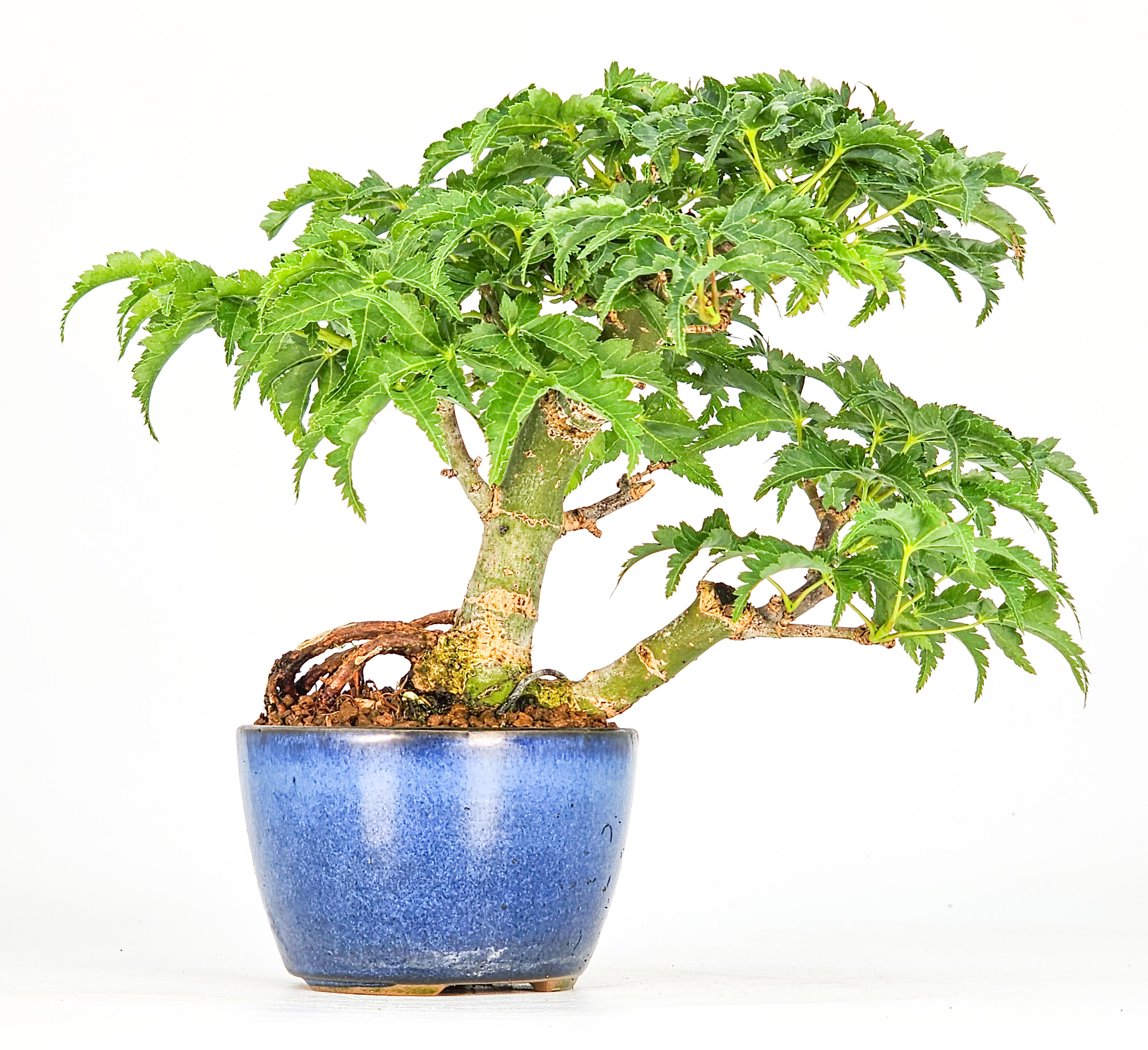 Bonsai Löwenkopfahorn- Acer palmatum Shishigashira Shohin 13cm