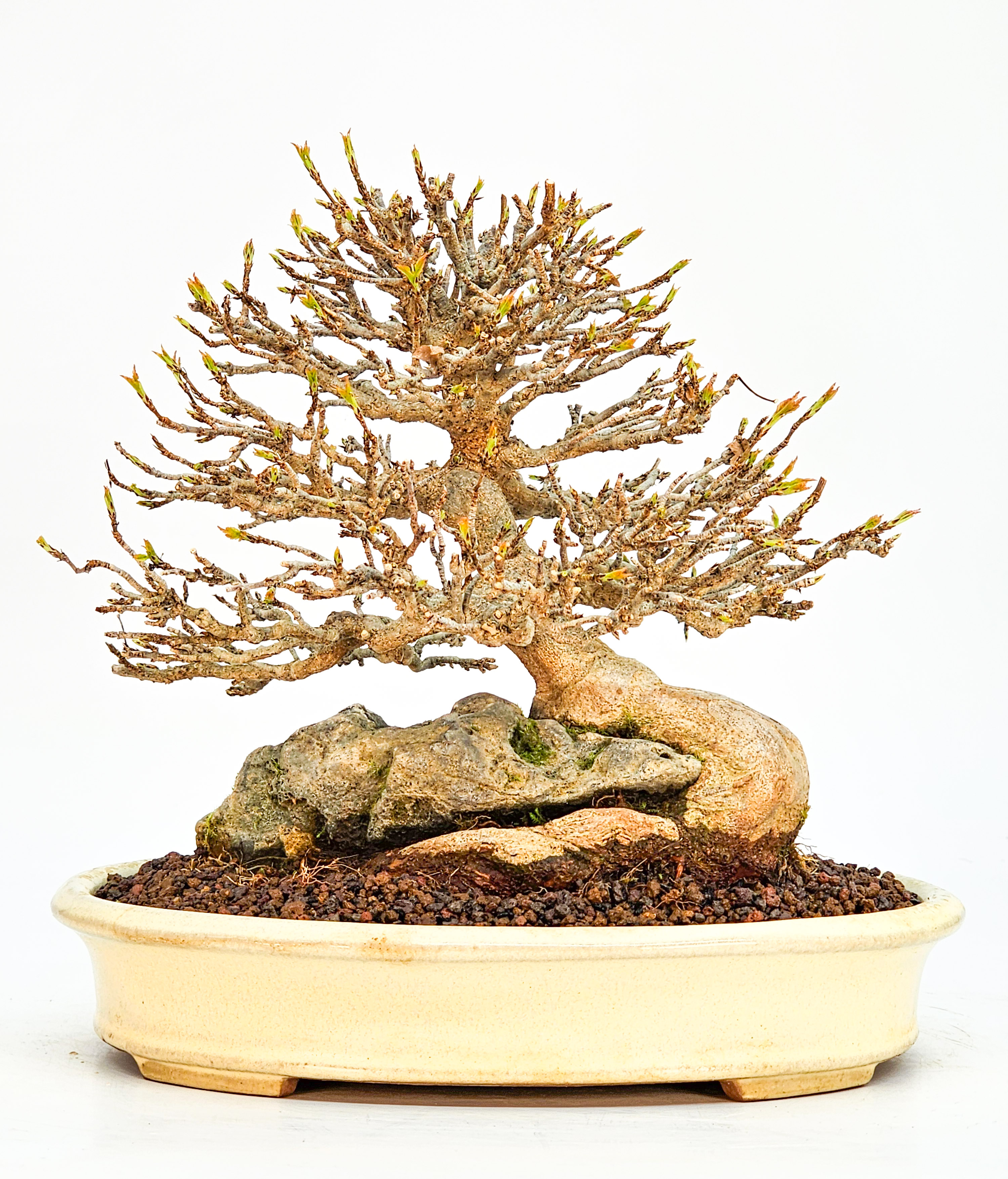 Bonsai Premium Dreispitzahorn - Acer buergerianum Ishizuki Shohin 17cm - Video
