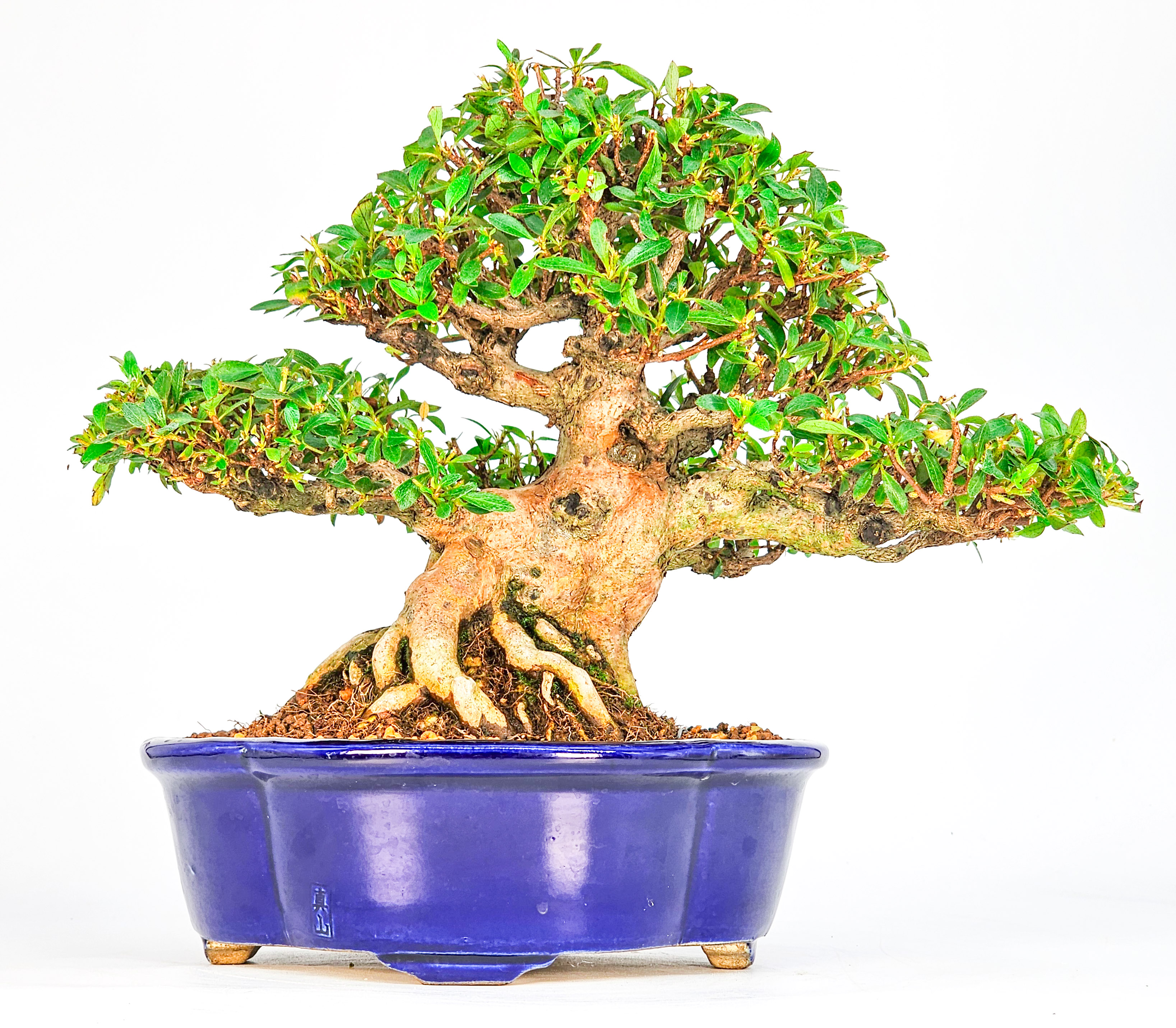 Bonsai Azalee - Rhododendron indicum - Hanabin 21cm