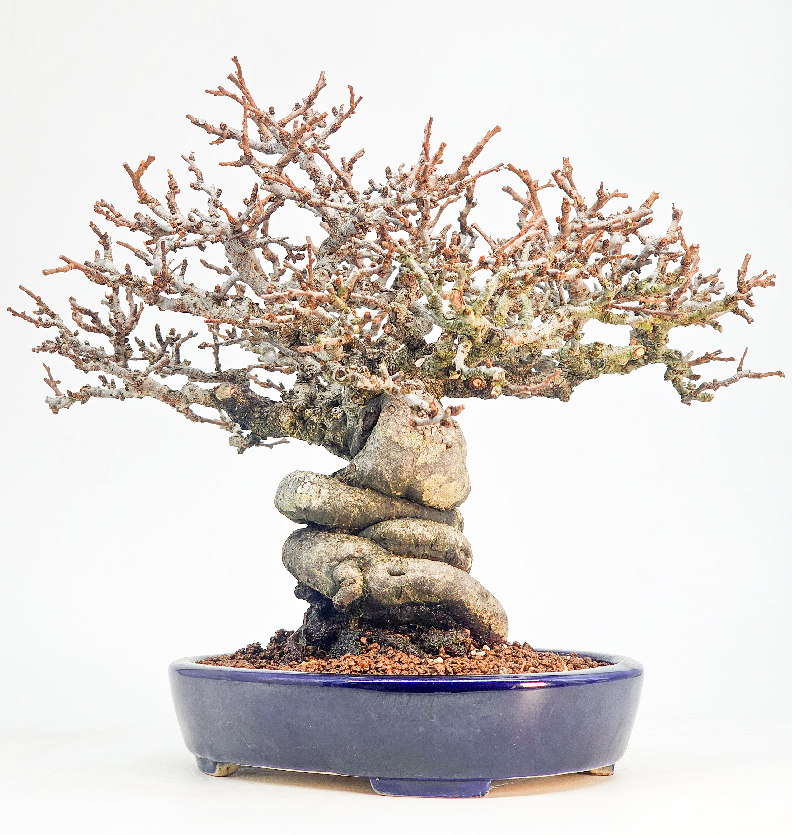 Bonsai Premium Zierquitte - Chaenomeles japonica Shohin 21cm 