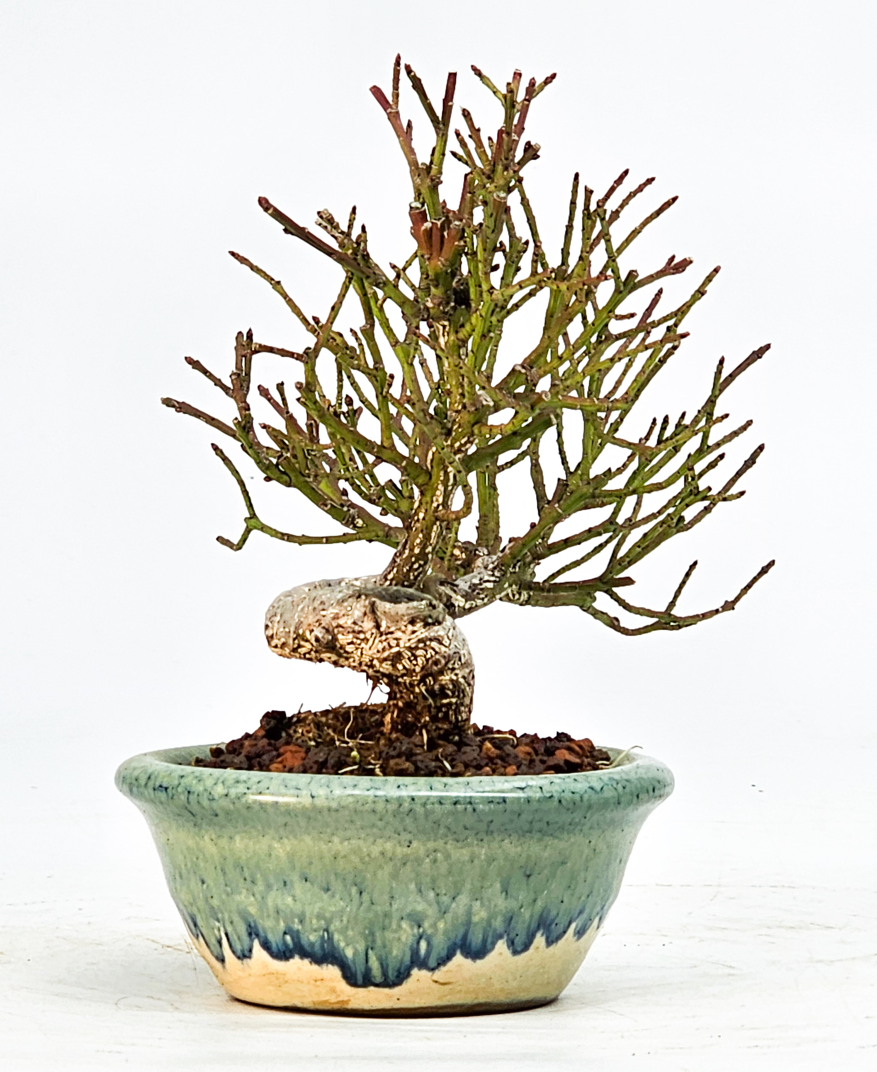  Bonsai Pfaffenhütchen - Euonymus Shohin 11,5cm