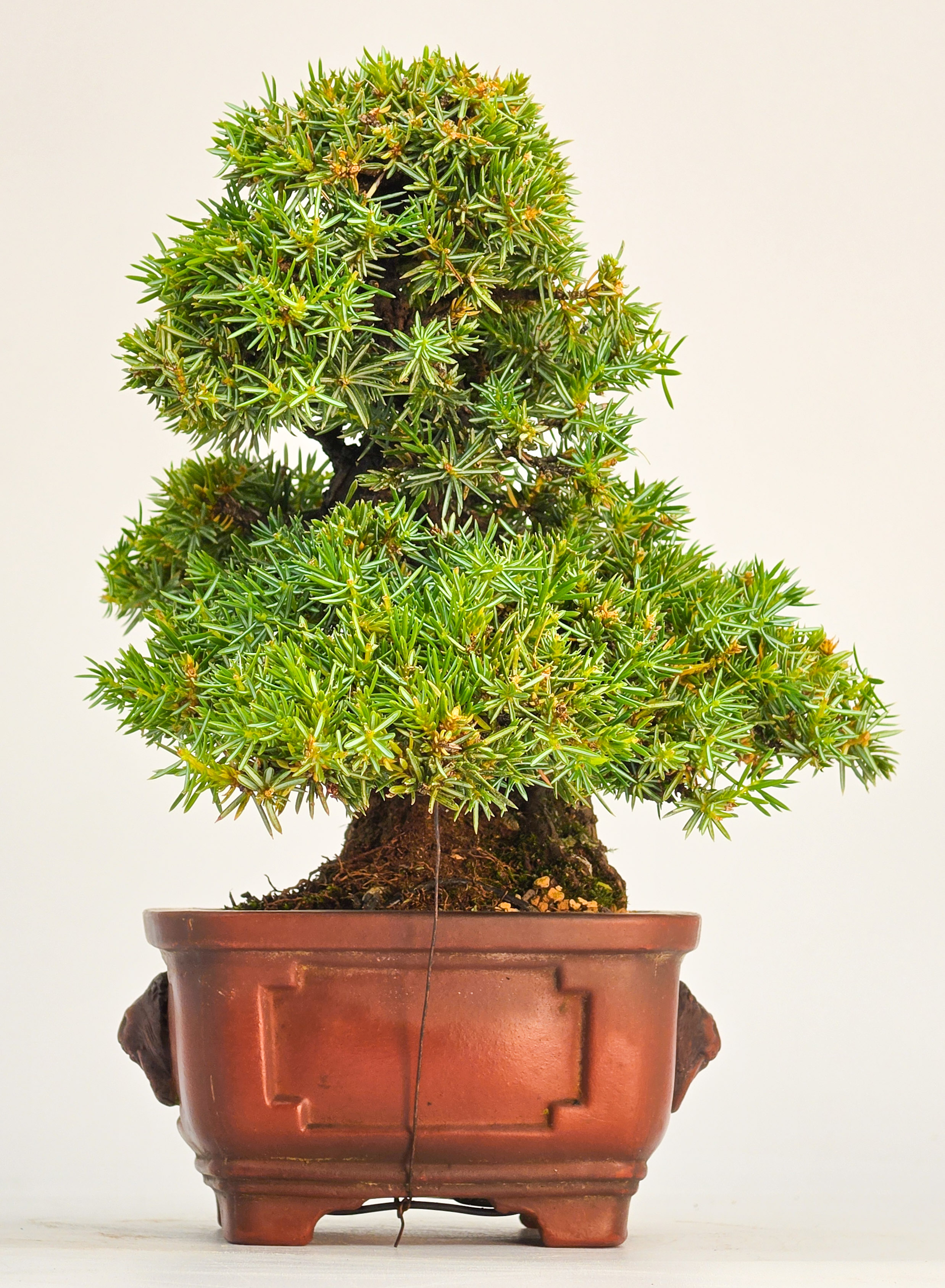 Bonsai Igelwacholder Juniperus Rigida Shohin 17cm