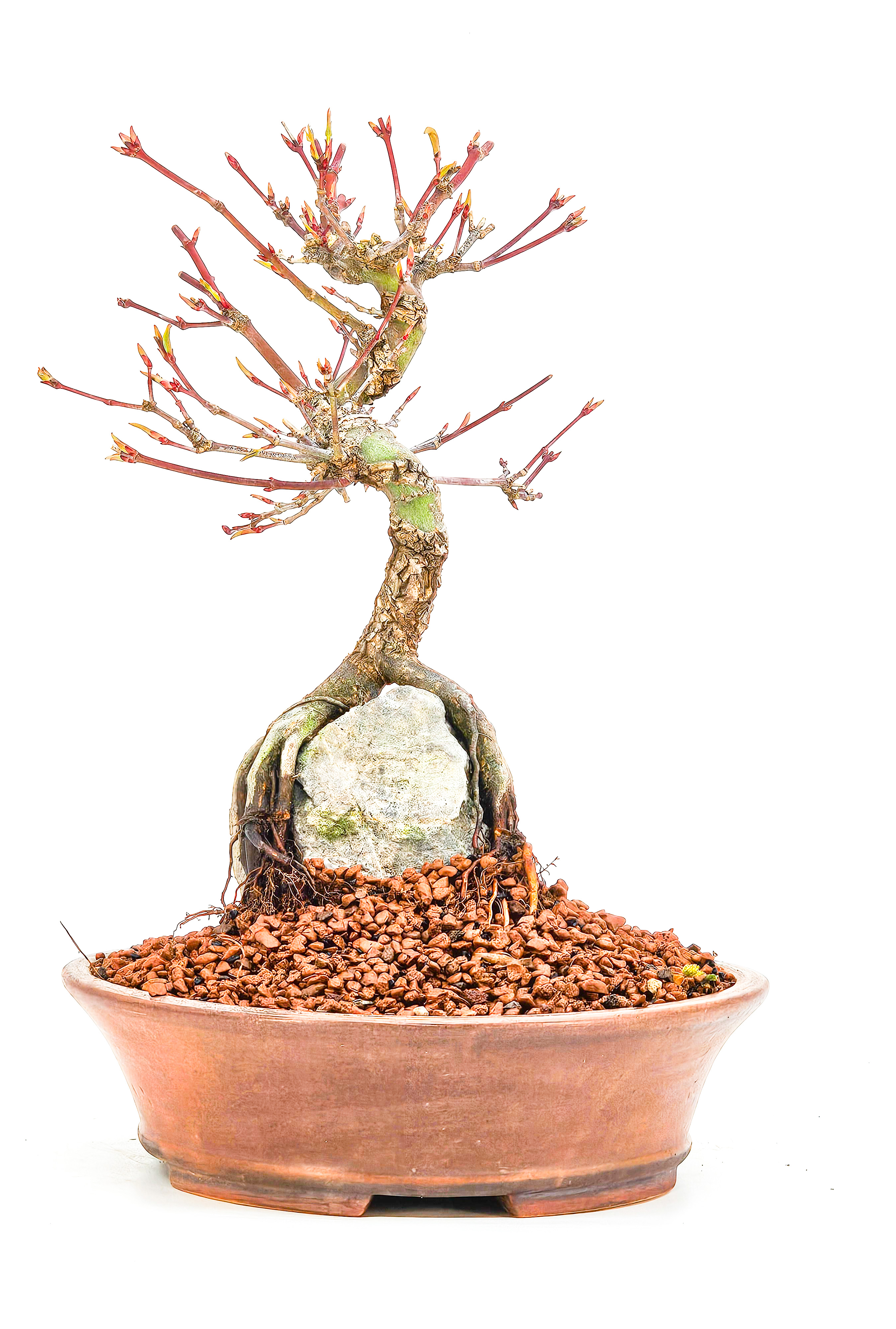 Bonsai Fächerahorn - Acer palmatum Arakawa 21cm  