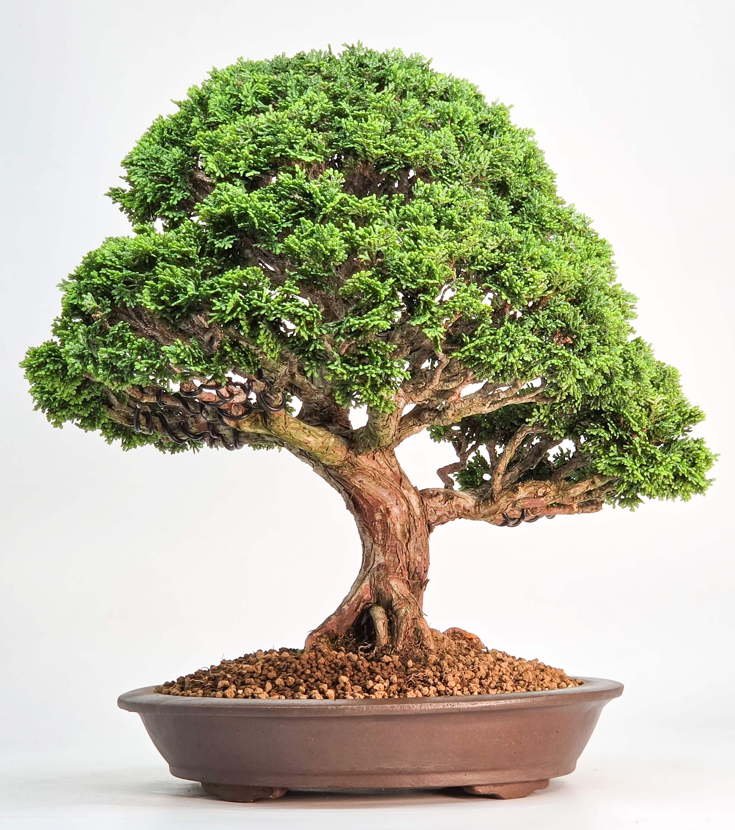 Bonsai Muschelzypresse - Chamaecyparis obtusa 30cm