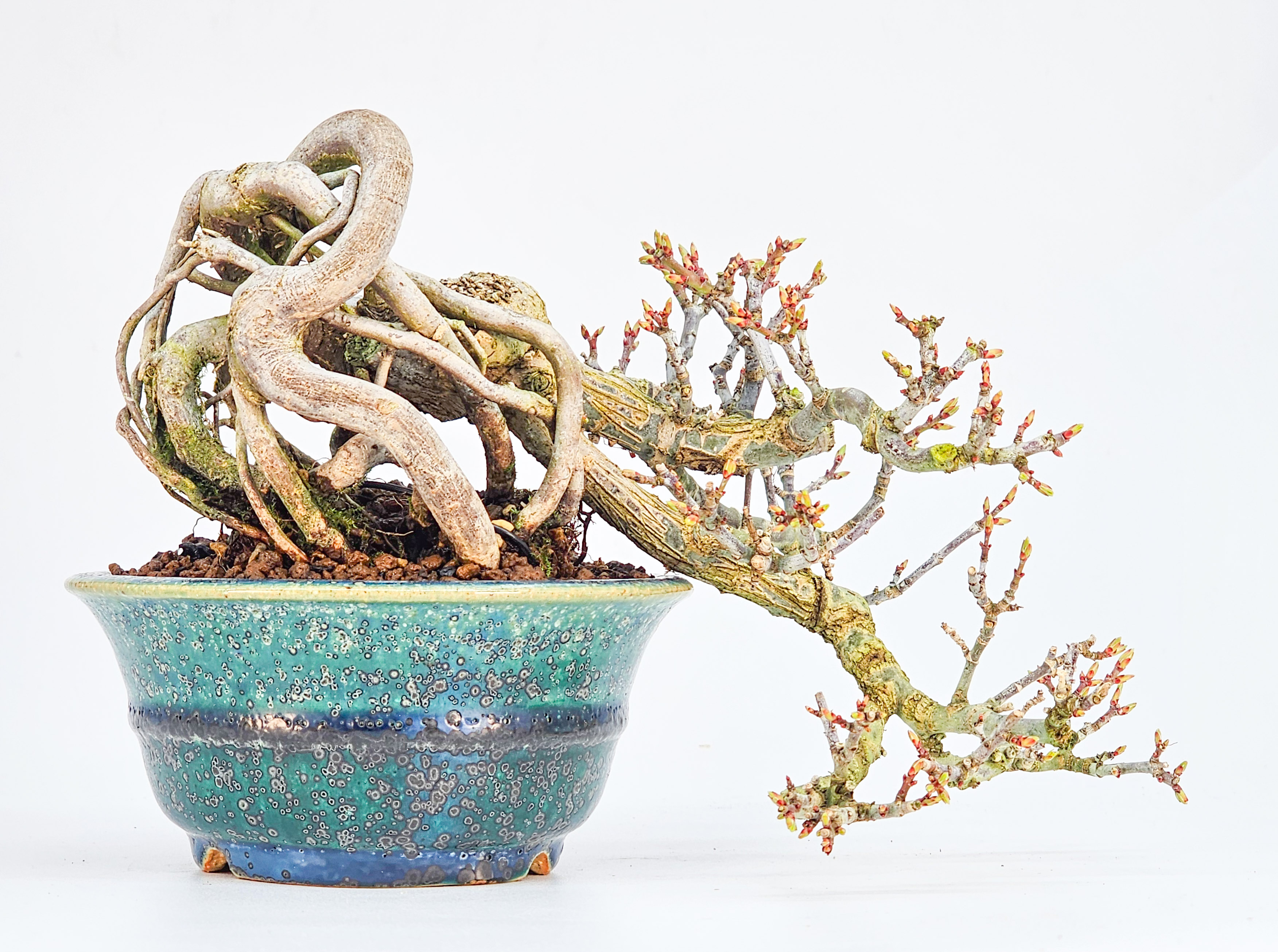 Bonsai Löwenkopfahorn- Acer palmatum Shishigashira Shohin 16cm