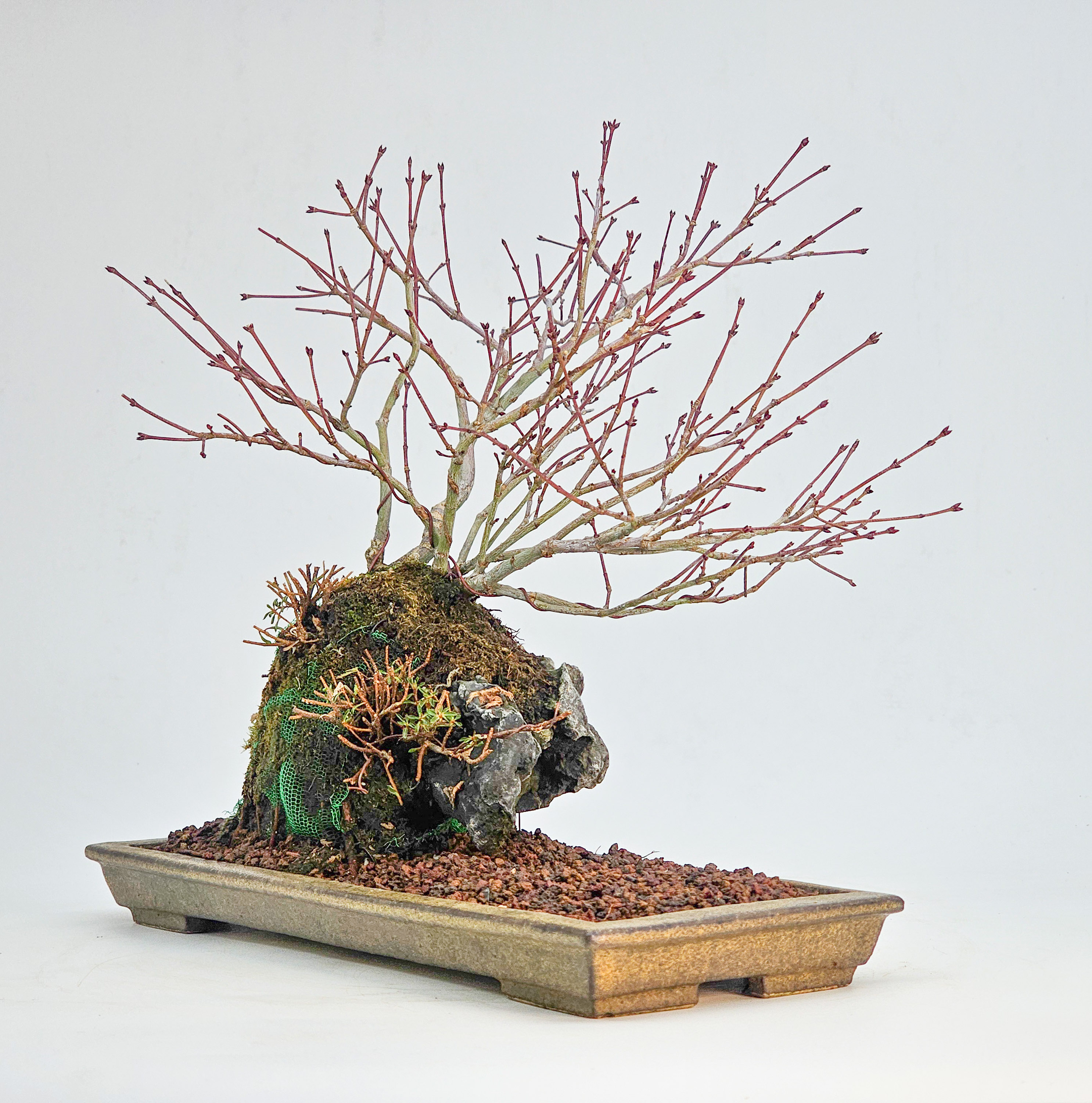 Bonsai Fächerahorn - Acer palmatum Tamahime Ishizuki Shohin 15cm