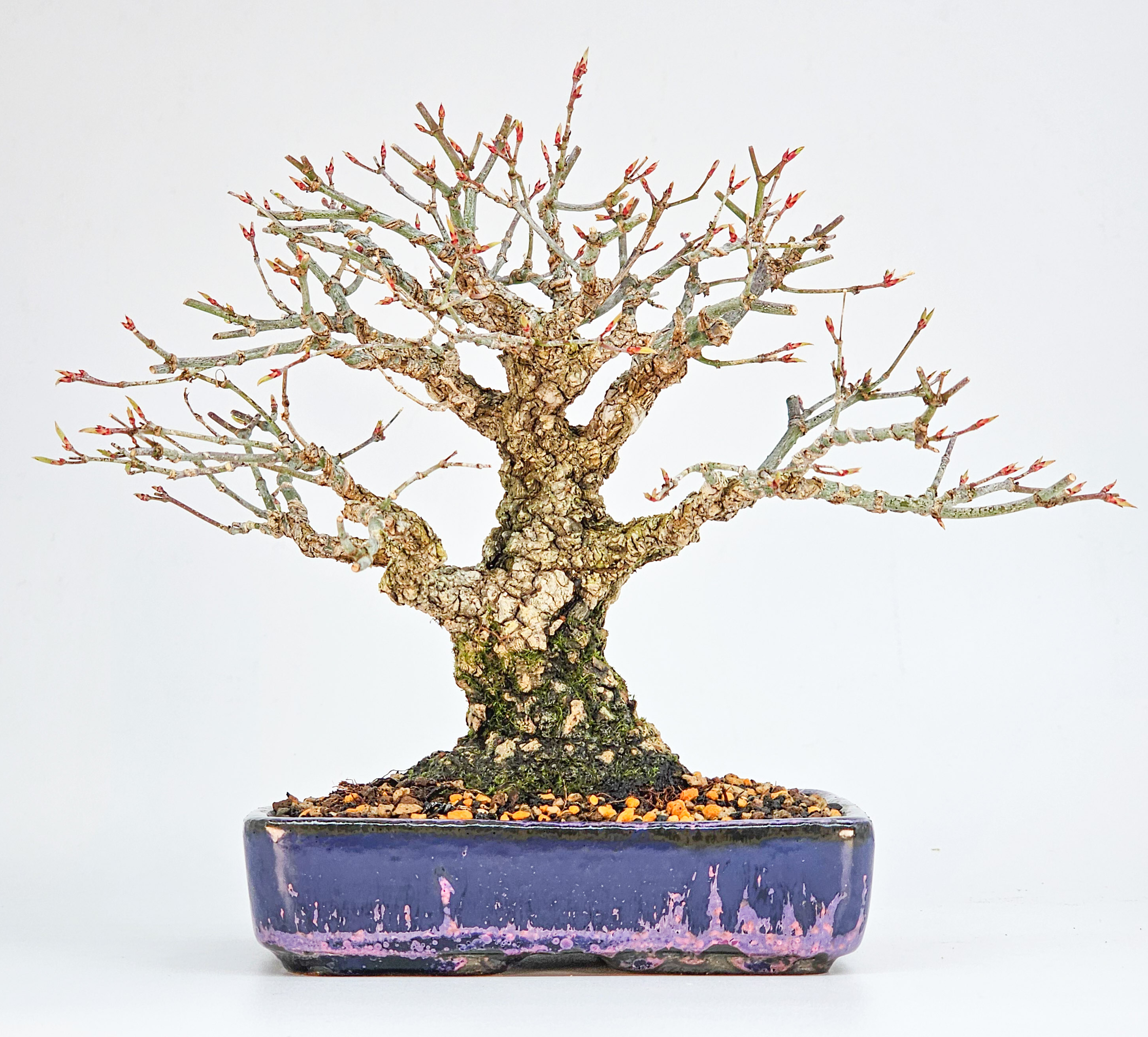 Bonsai Fächerahorn - Acer palmatum Arakawa Shohin 17cm