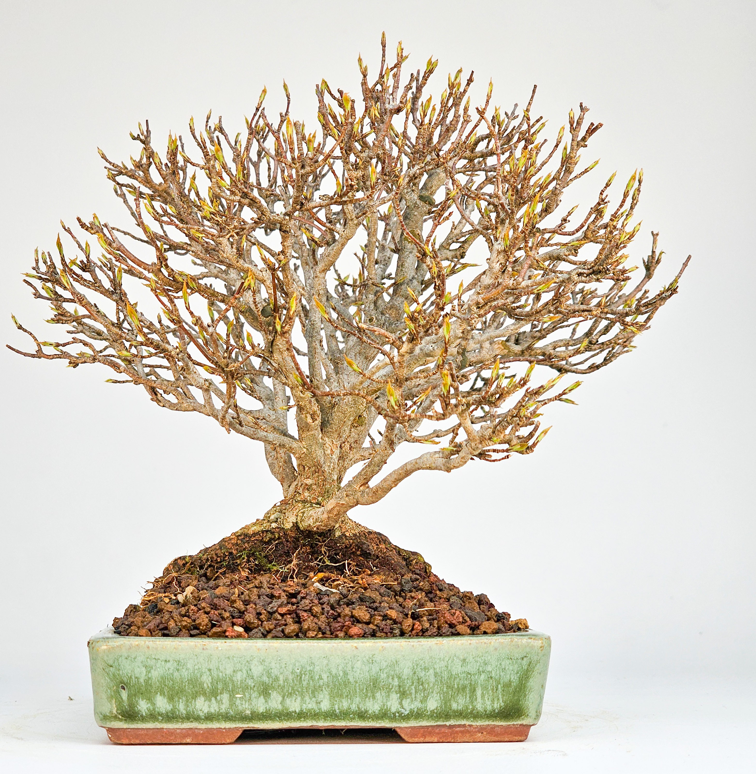Bonsai Premium Dreispitzahorn - Acer buergerianum Shohin 15cm Video!!