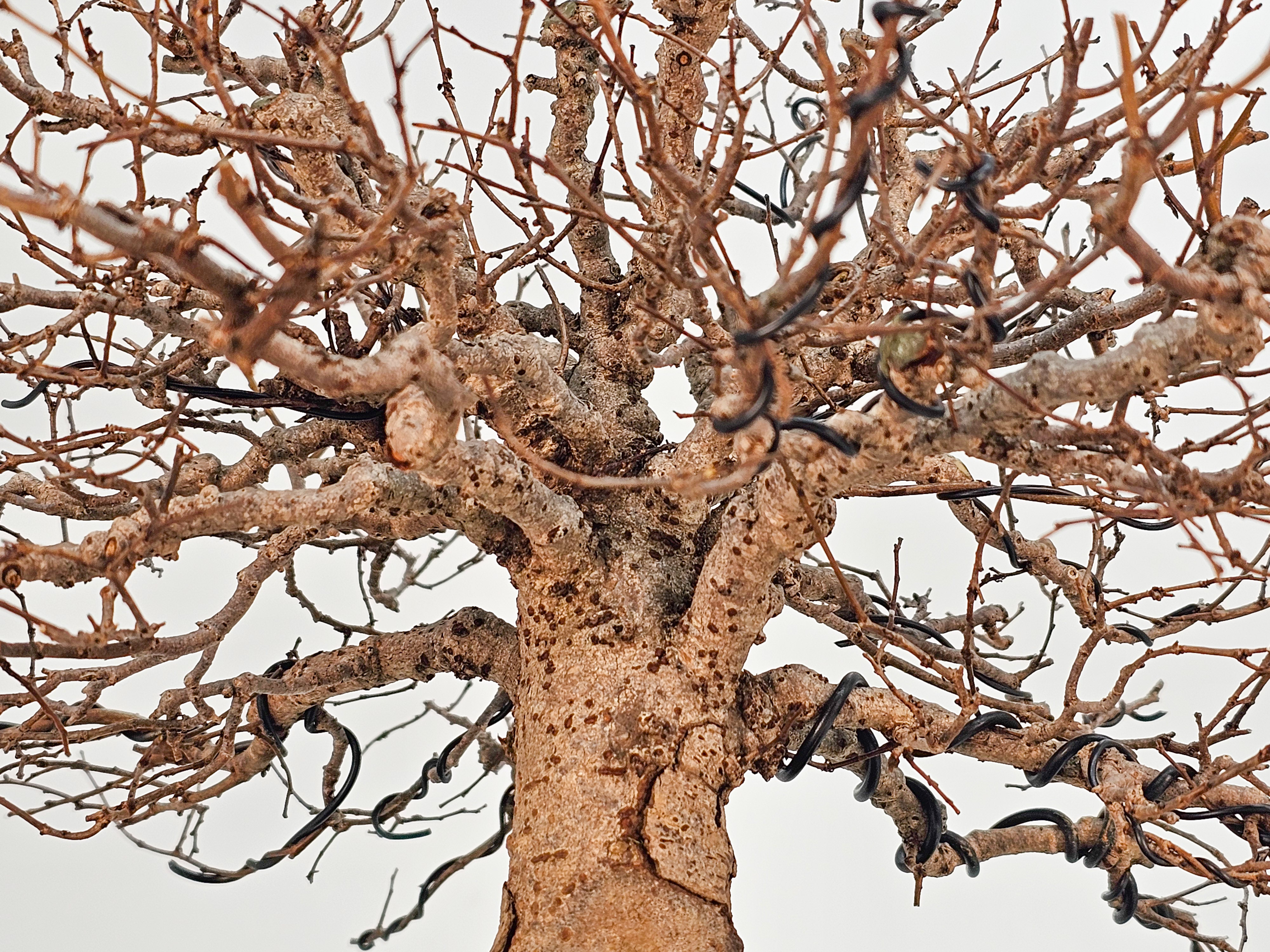 Bonsai Premium Zelkova serrata Shohin 18cm