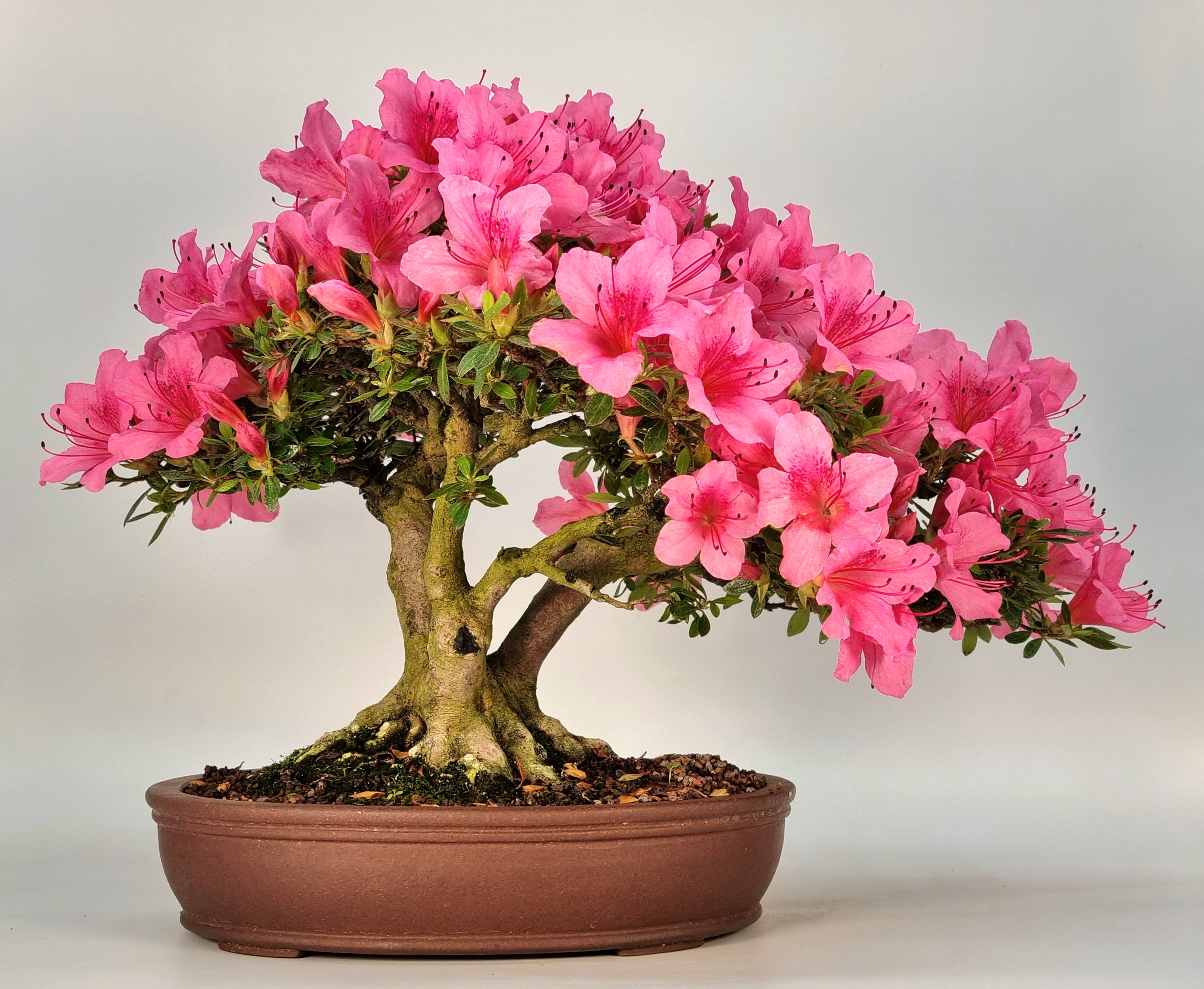 Bonsai Azalee Rhododendron indicum Shohin 21cm