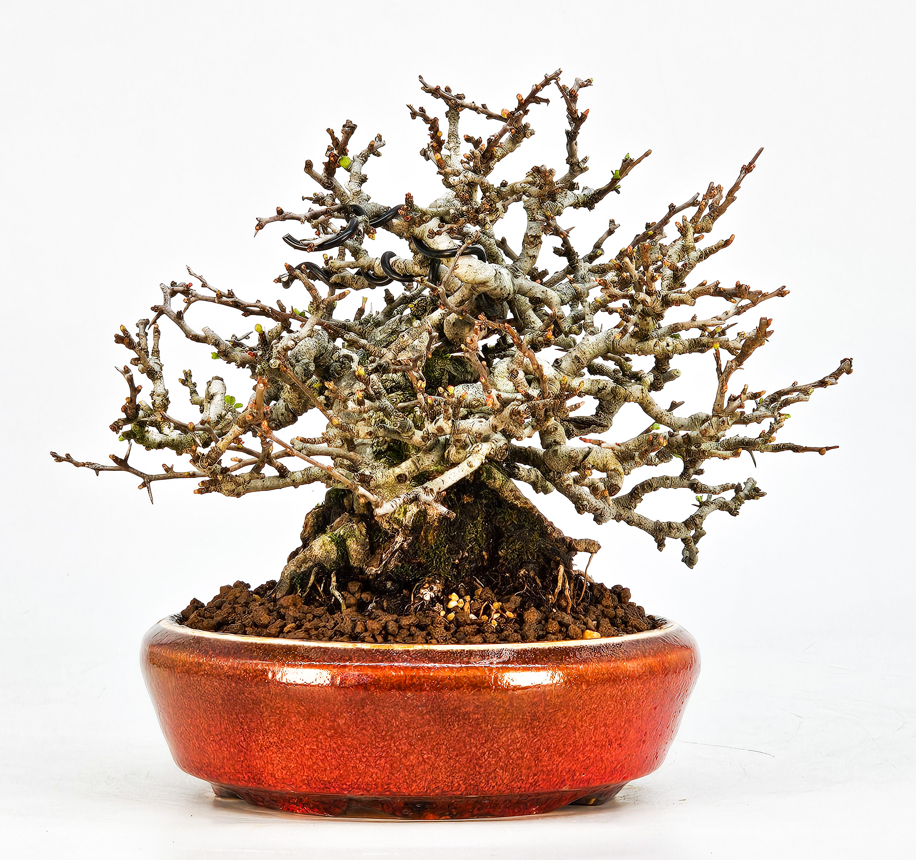 Bonsai Zierquitte - Chaenomeles - Chojubai Shohin 16cm 