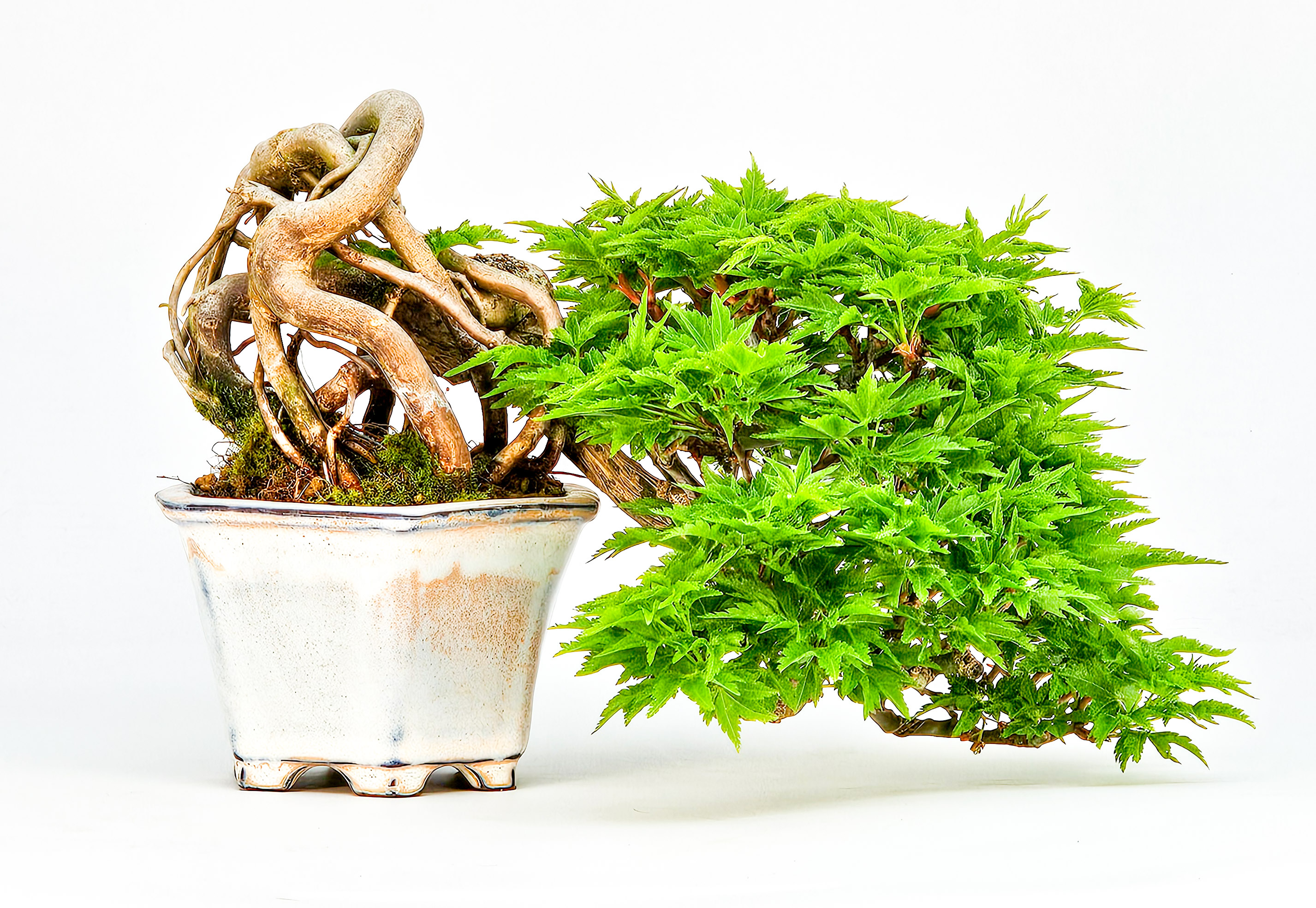 Bonsai Löwenkopfahorn- Acer palmatum Shishigashira Shohin 16cm Video!! Bonsai Löwenkopfahorn- Acer palmatum Shishigashira Shohin 16cm Video!!