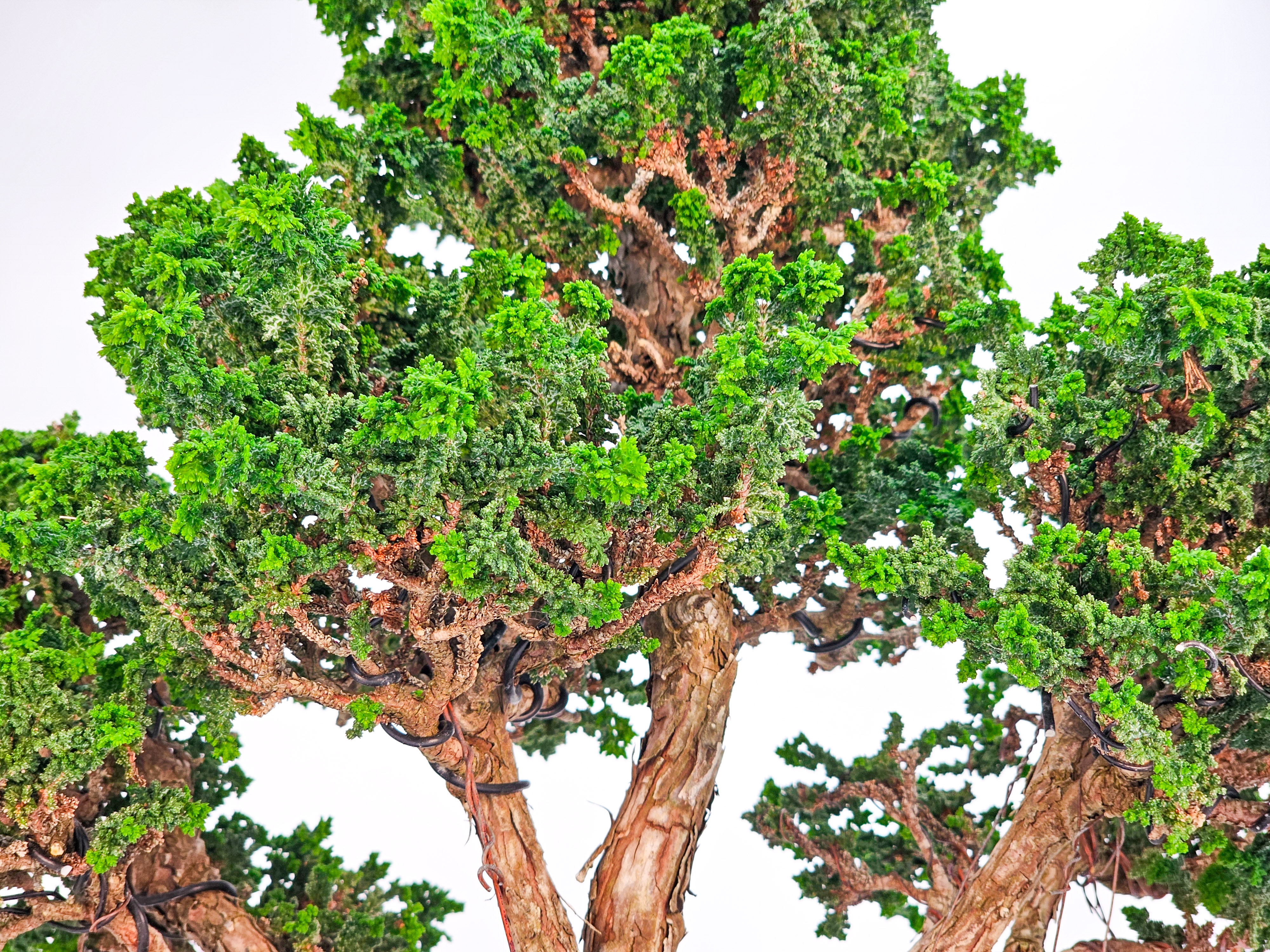 Bonsai Chamaecyparis obtusa Sekka hinoki 31 cm Bonsai Chamaecyparis obtusa Sekka hinoki 31 cm