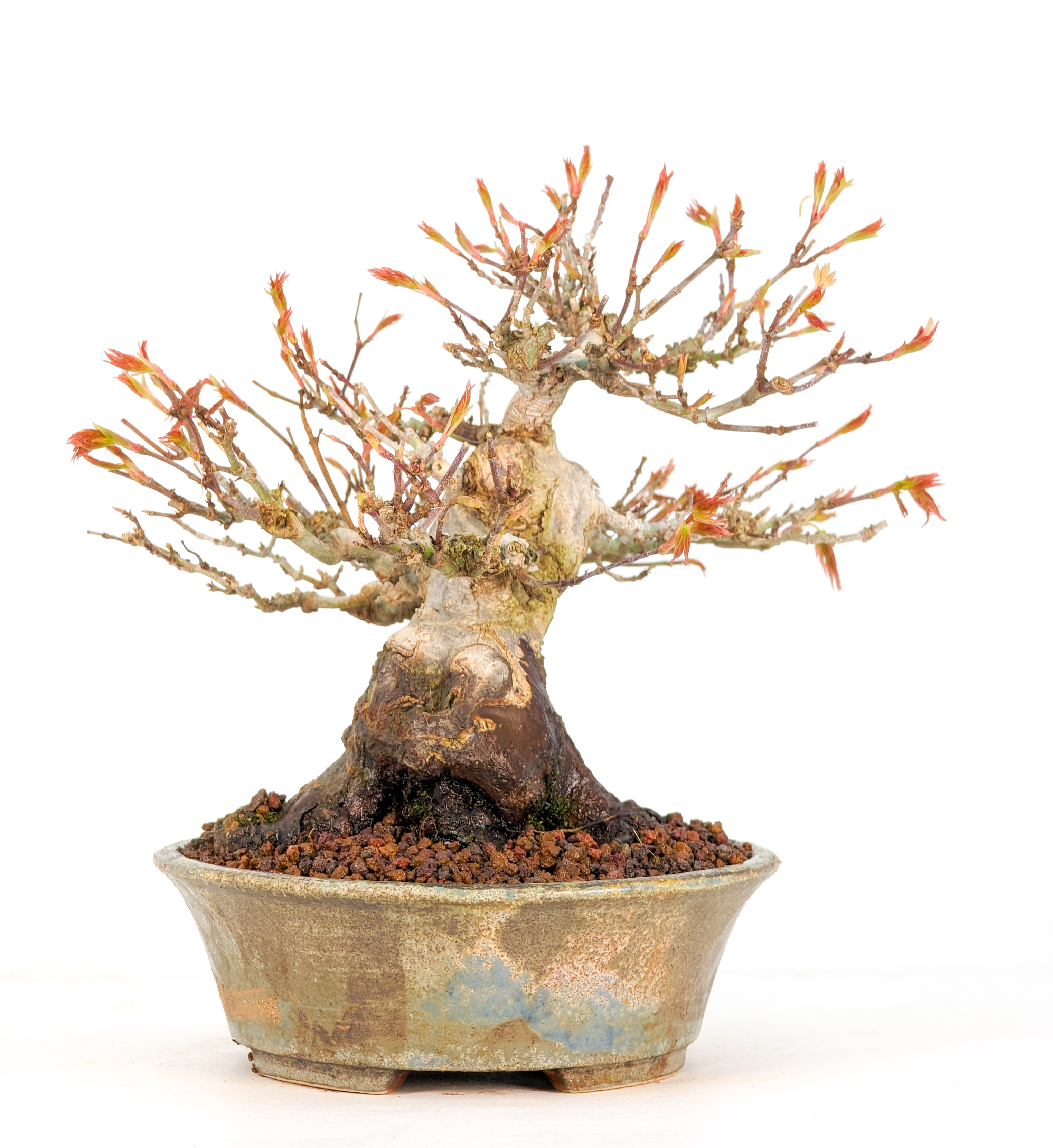 Bonsai Fächerahorn Acer Palmatum Yamamomiji Shohin 12cm