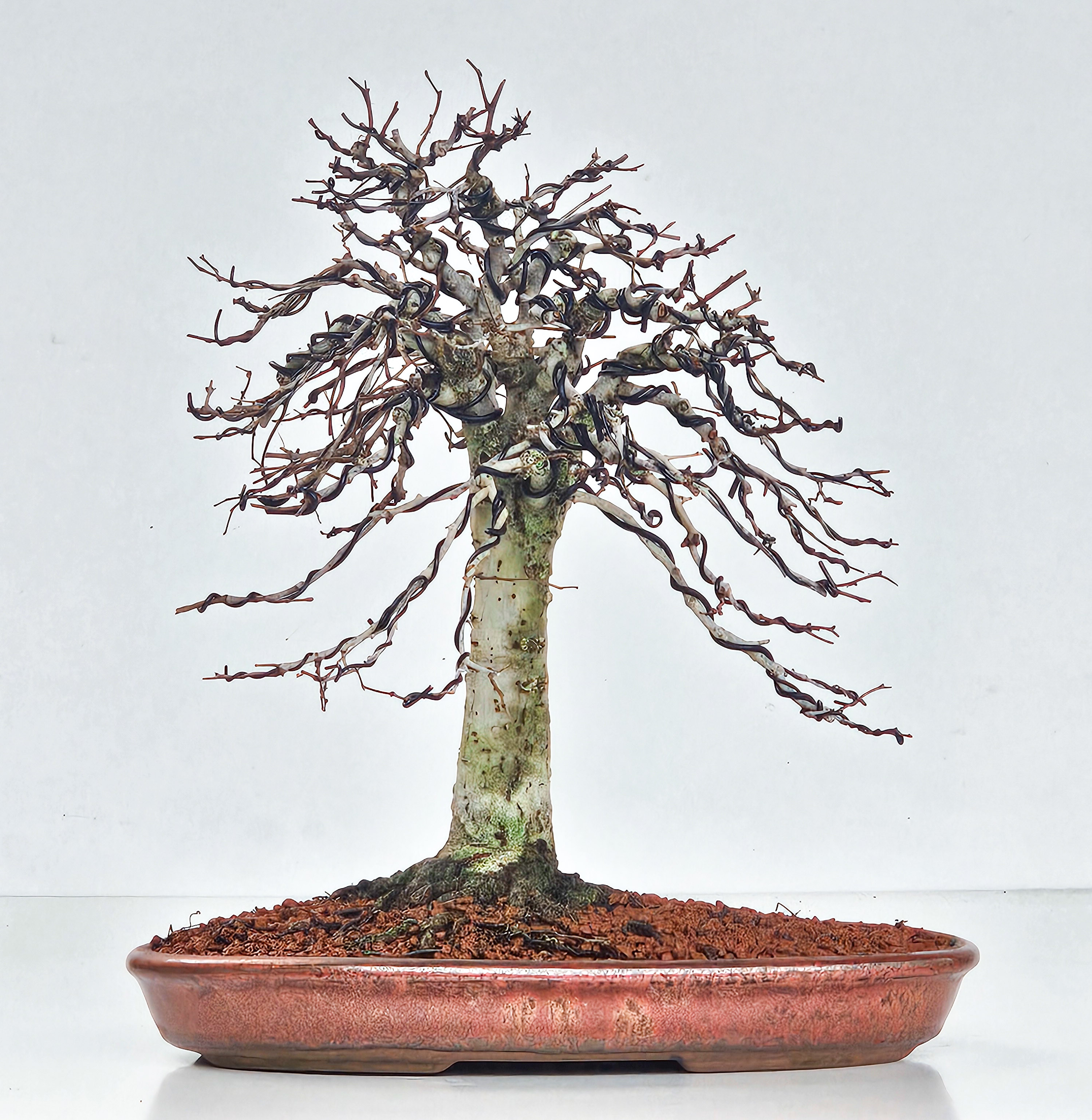Bonsai Zelkova serrata 26cm - Video!
