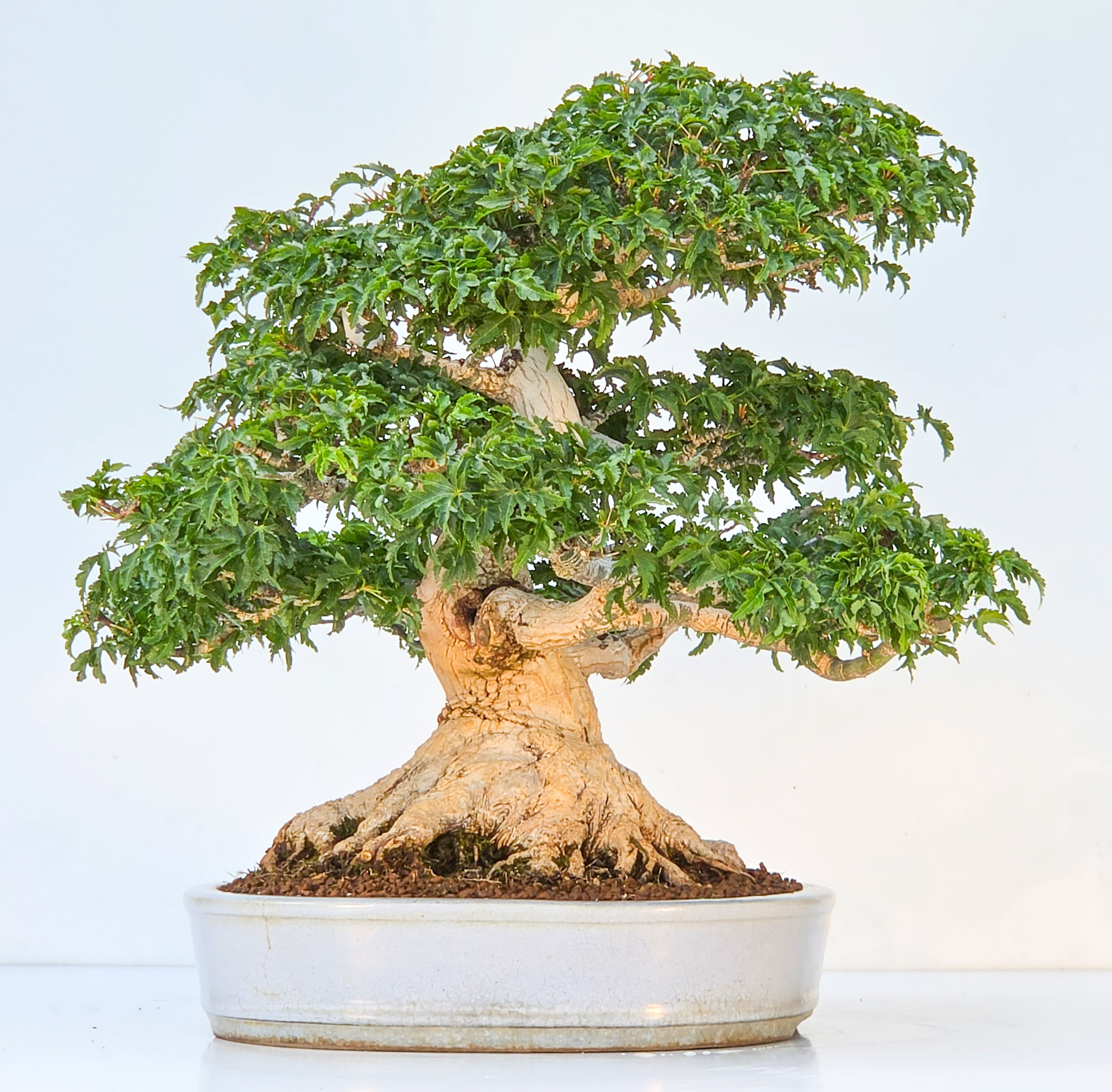 Bonsai Premium Löwenkopfahorn- Acer palmatum Shishigashira 40cm Video!!