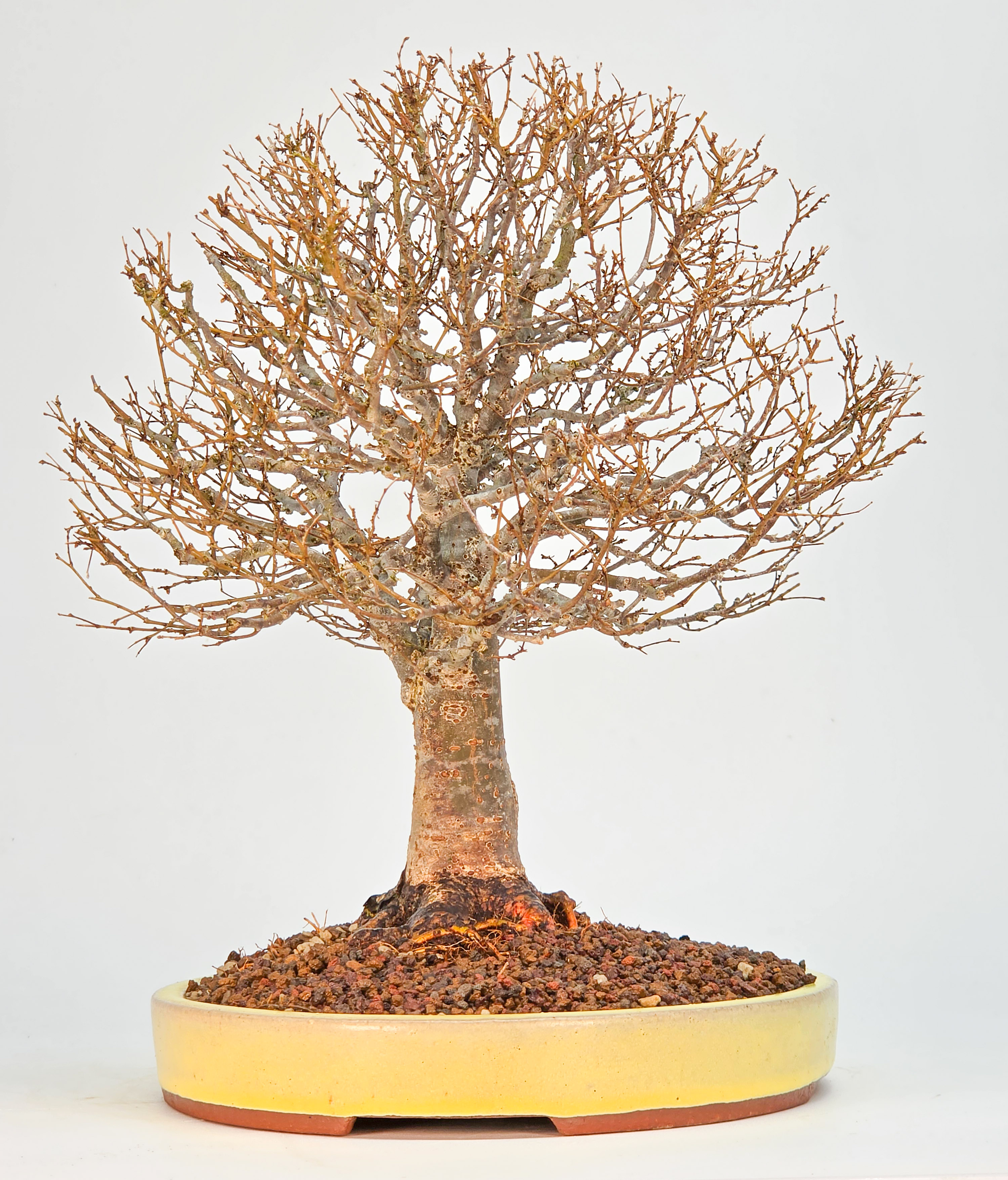 Bonsai Premium Zelkova serrata Shohin 25cm Video!!
