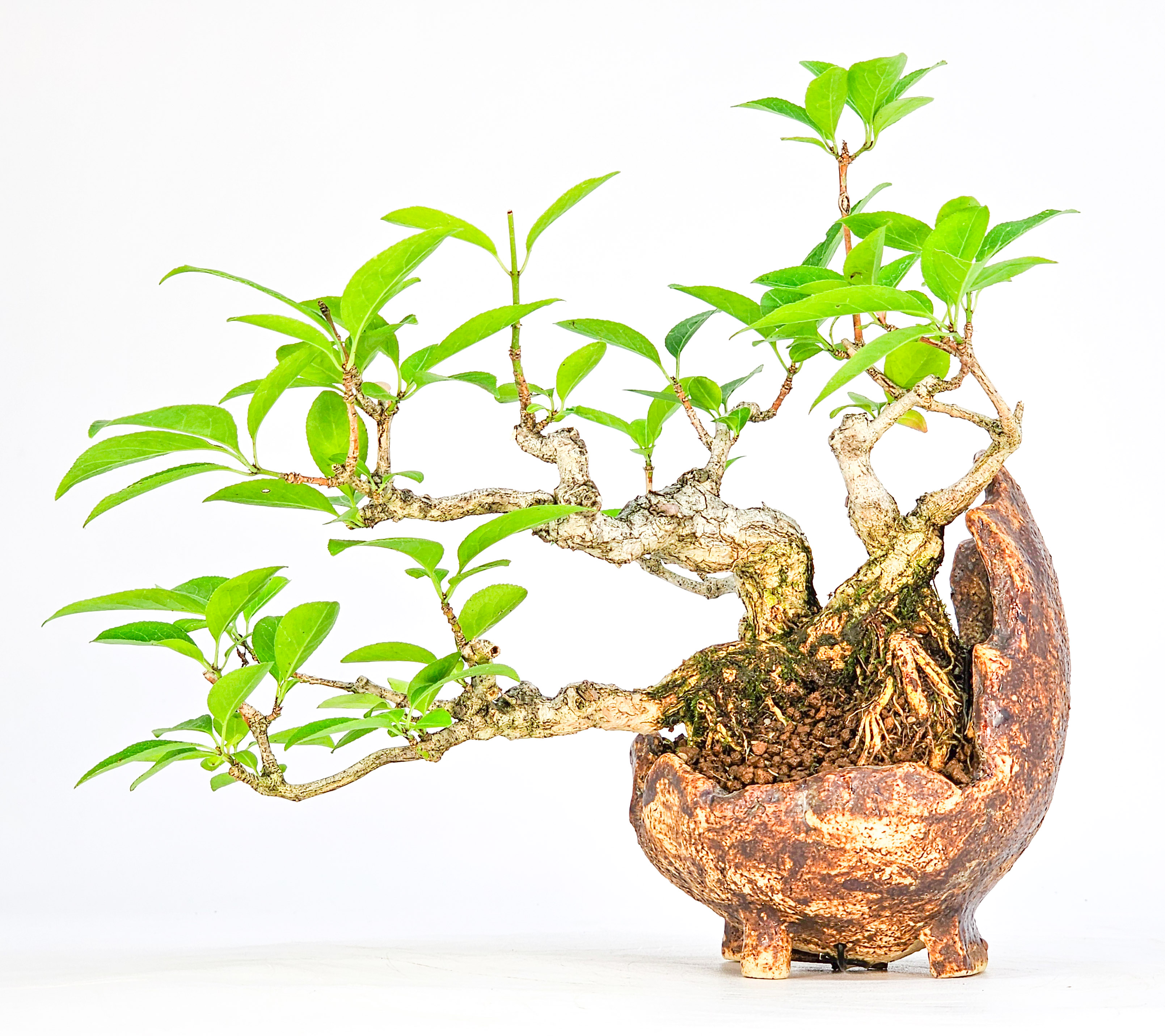 Bonsai Pfaffenhütchen - Euonymus Shohin 14cm