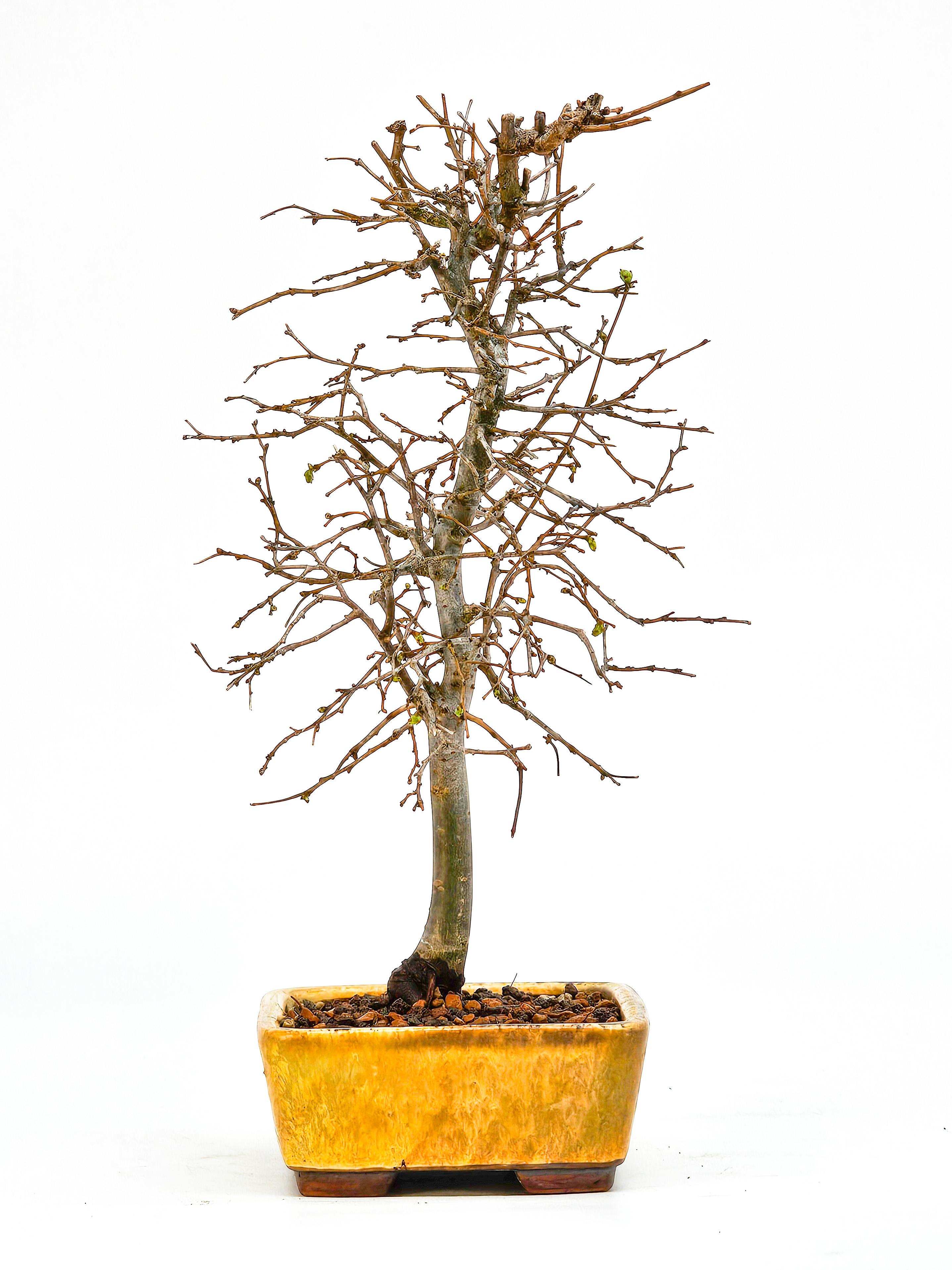 Bonsai Zelkova serrata Shohin 19cm  