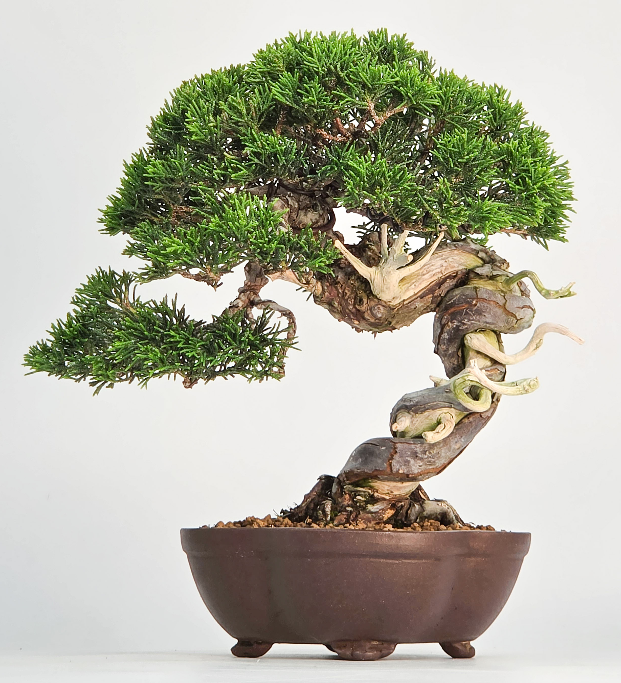 Bonsai Wacholder - Juniperus chinensis Shohin 21cm