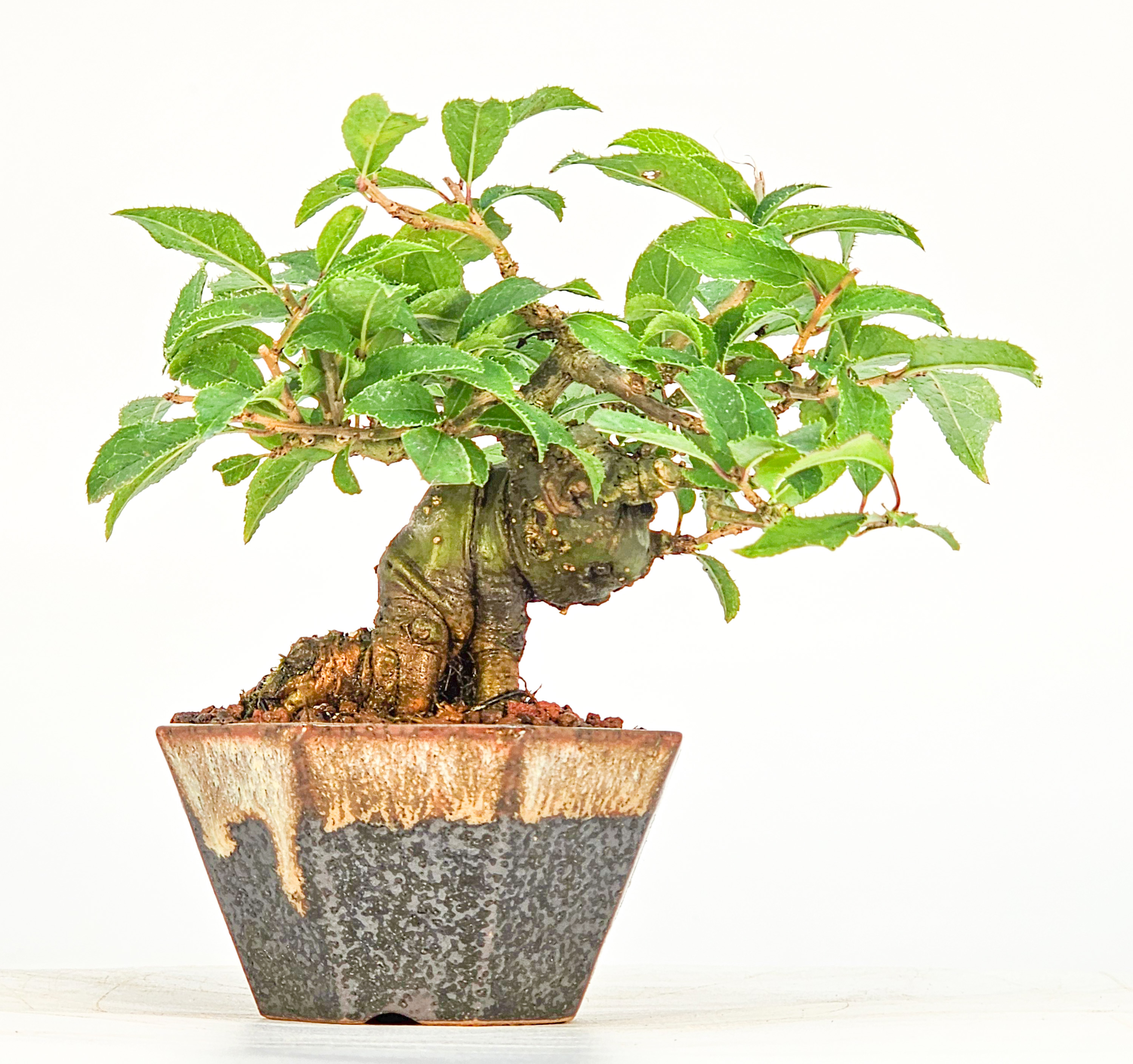 Bonsai Jap. Winterbeere - Ilex serrata Mame 7cm