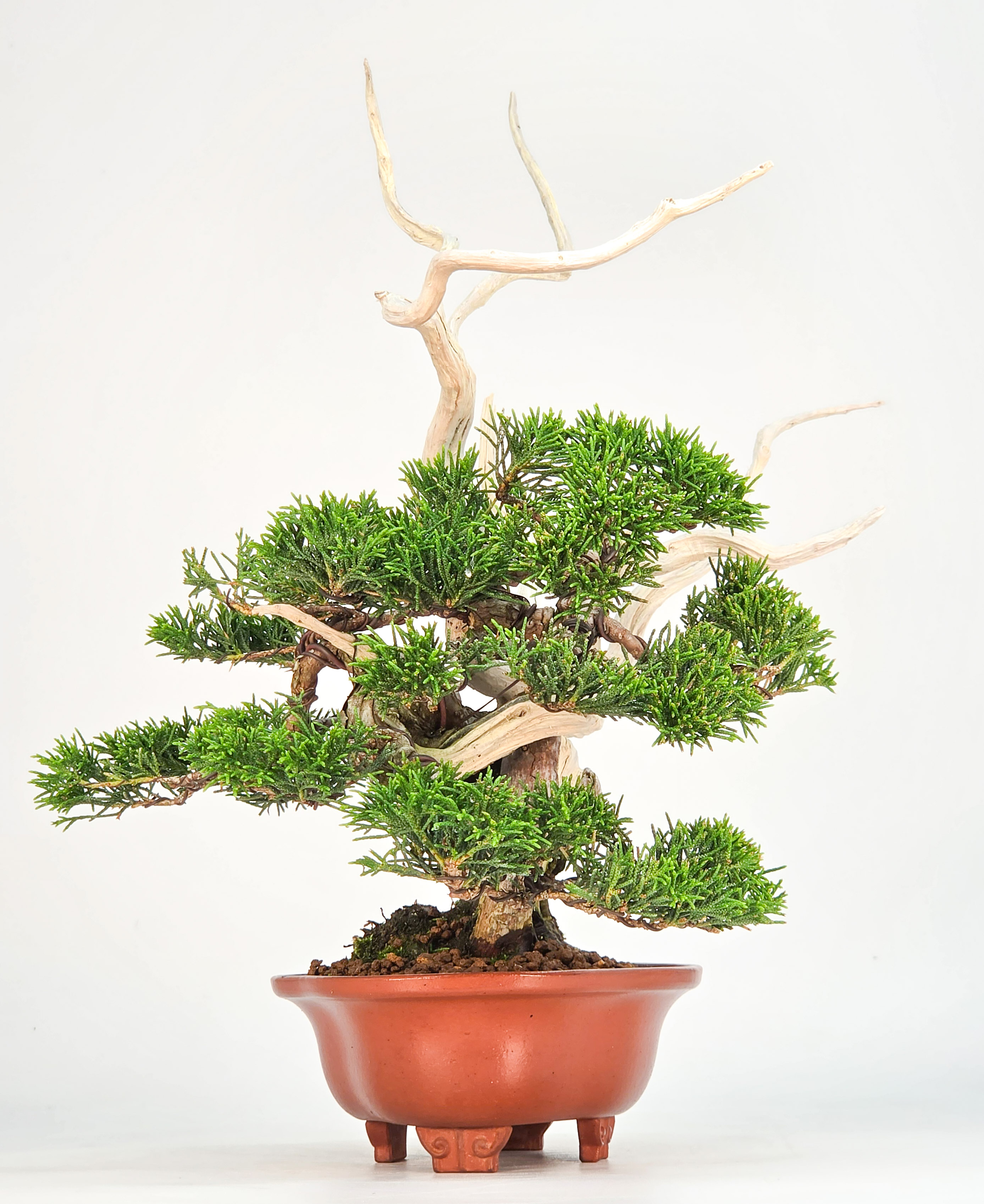 Bonsai Premium Wacholder - Juniperus chinensis 13/30cm Video!!