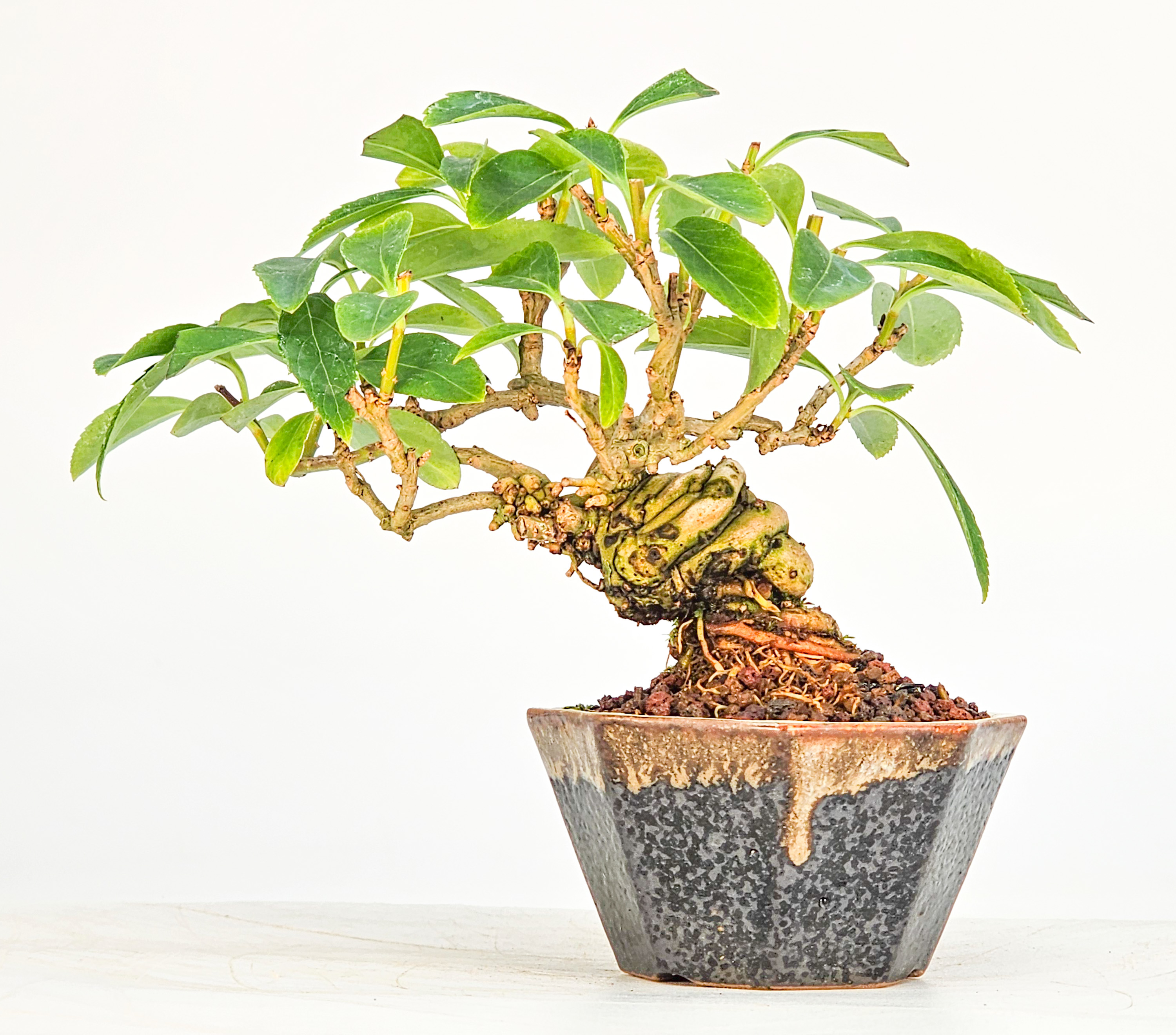 Bonsai Forsythie - Forsythia Mame 9cm