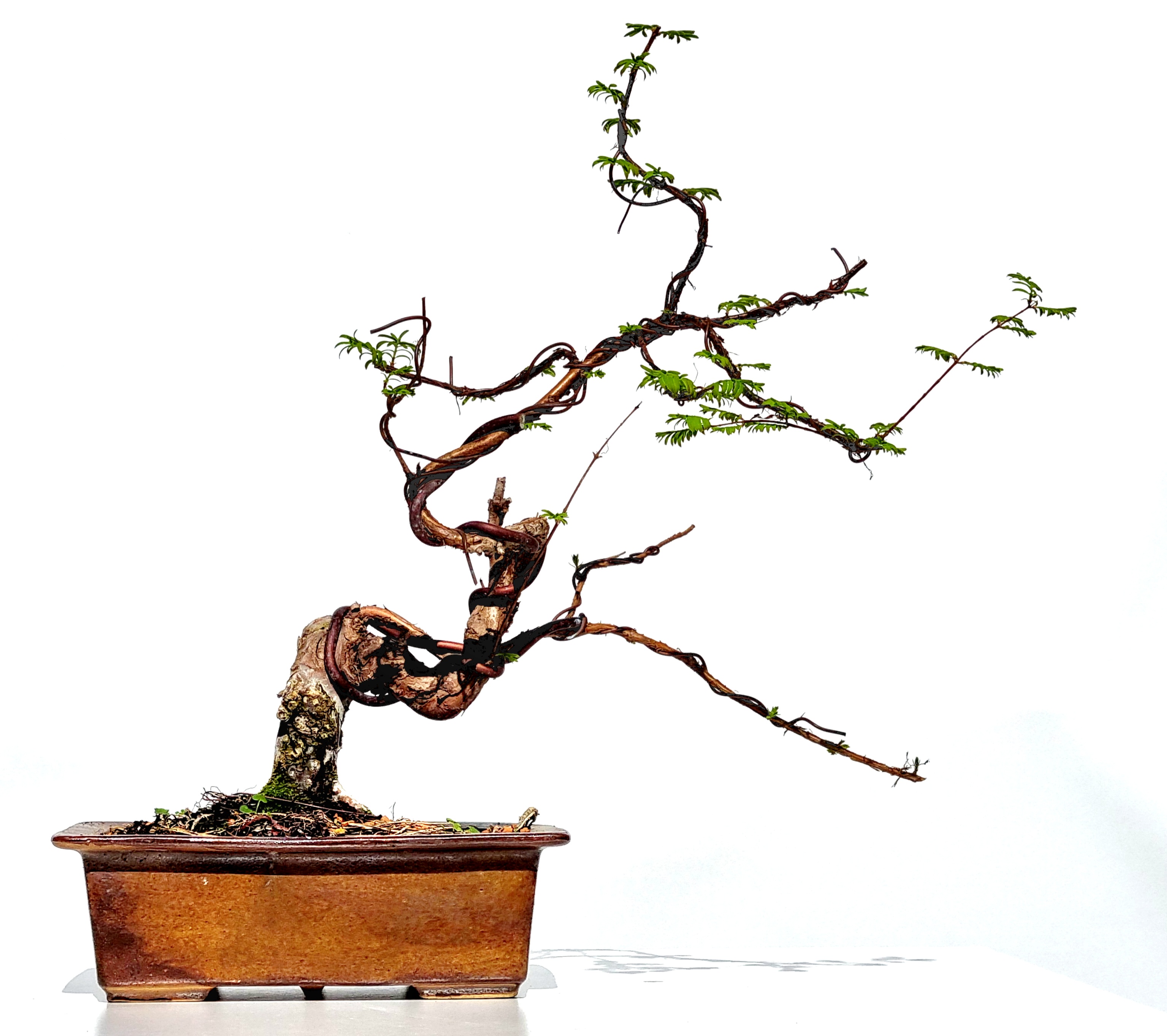 Bonsai Urwelt-Mammutbaum, Metasequoia glyptostroboides 35cm