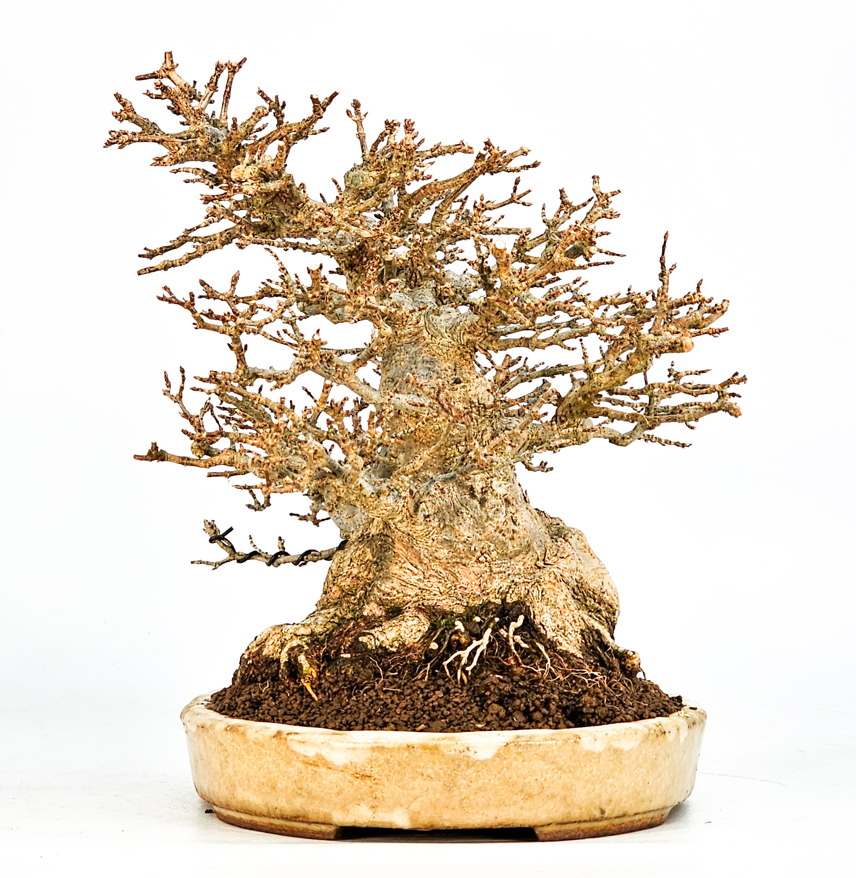Bonsai Dreispitzahorn - Acer buergerianum 20cm Video!! Bonsai Dreispitzahorn - Acer buergerianum 20cm Video!!