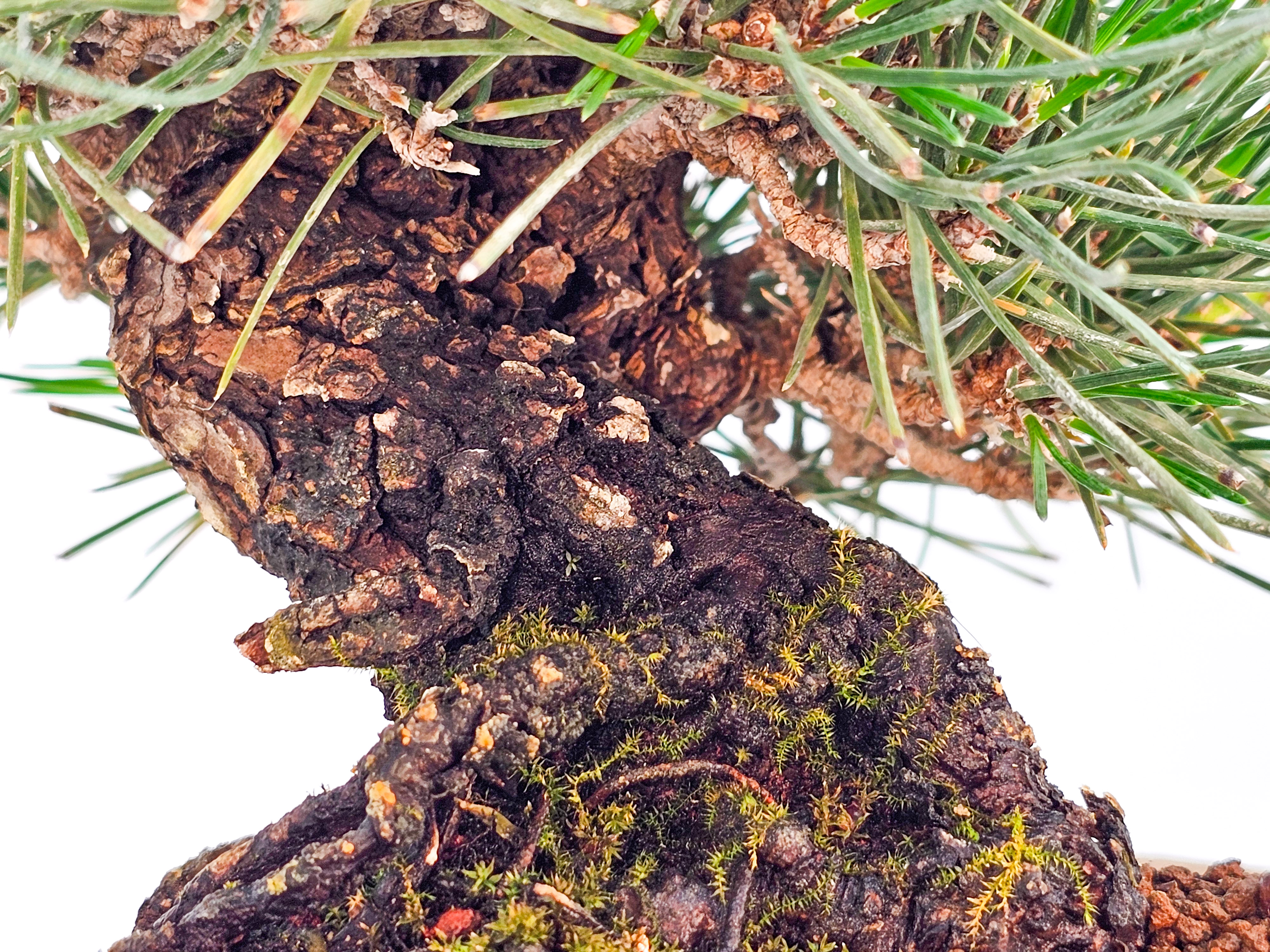 Bonsai Schwarzkiefer - Pinus thunbergii Shohin 14cm   