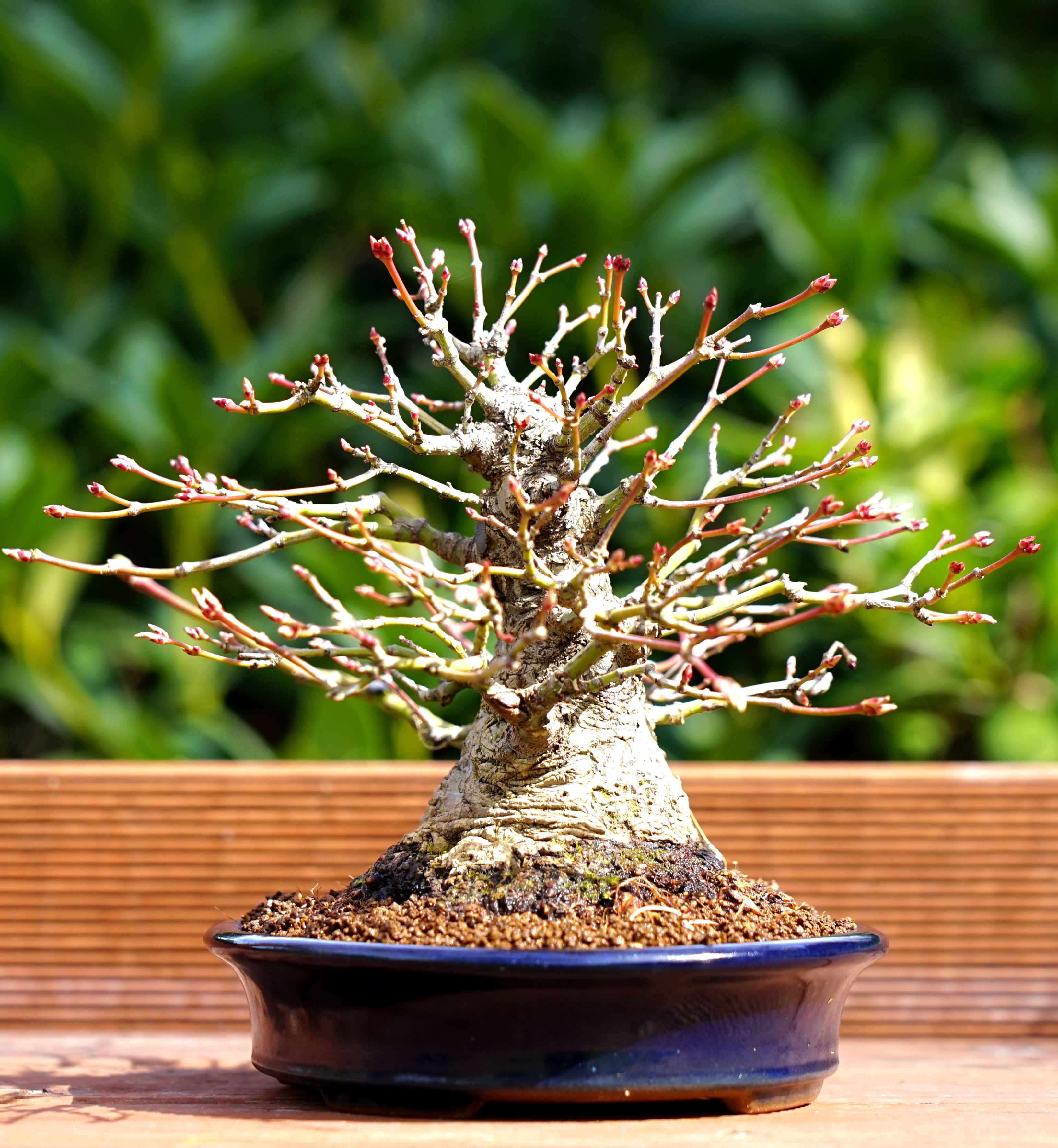 Bonsai Fächerahorn - Acer palmatum Yamamomiji Shohin 15cm    