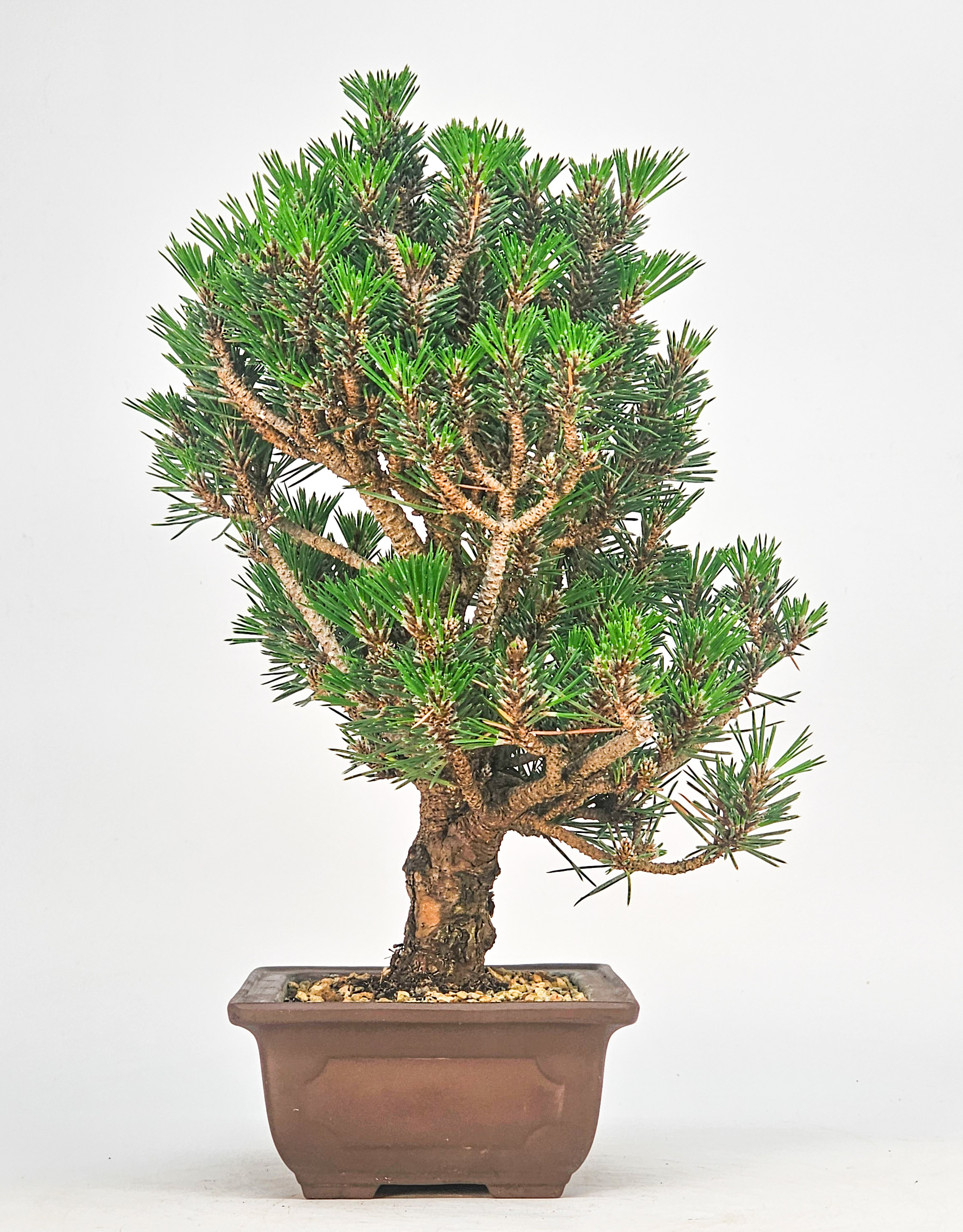 Bonsai Schwarzkiefer - Pinus thunbergii 27cm