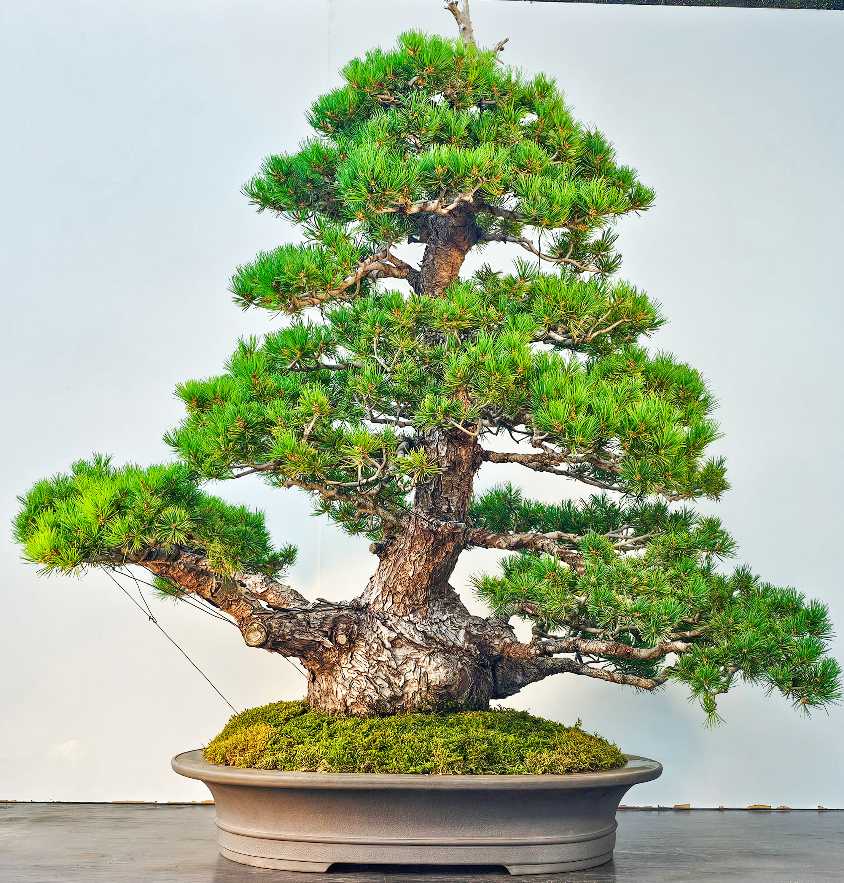 Bonsai Mädchenkiefer Pinus parviflora zuisho 86cm Video!! Bonsai Mädchenkiefer Pinus parviflora zuisho 86cm Video!!