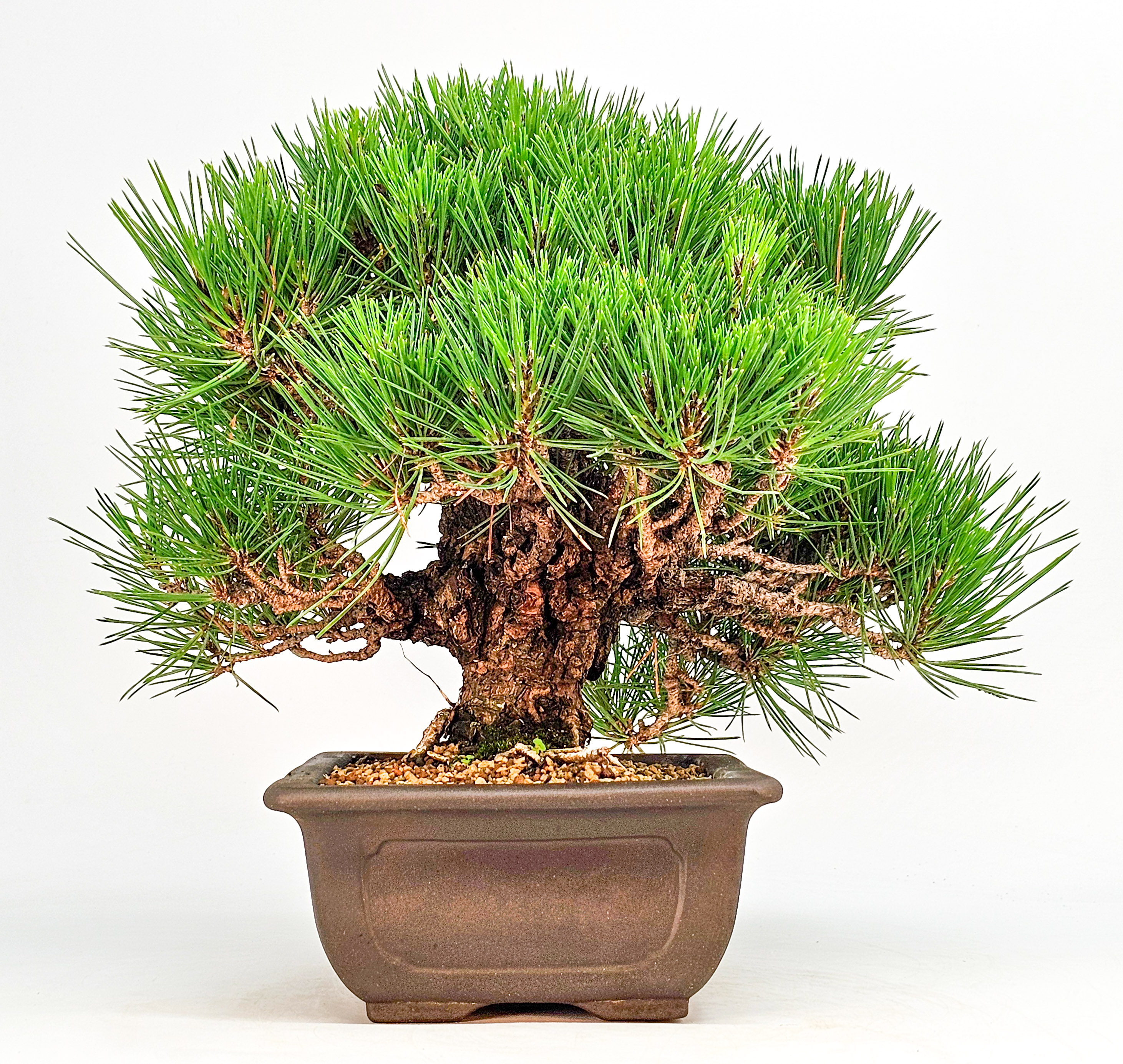 Bonsai Schwarzkiefer - Pinus thunbergii 26cm
