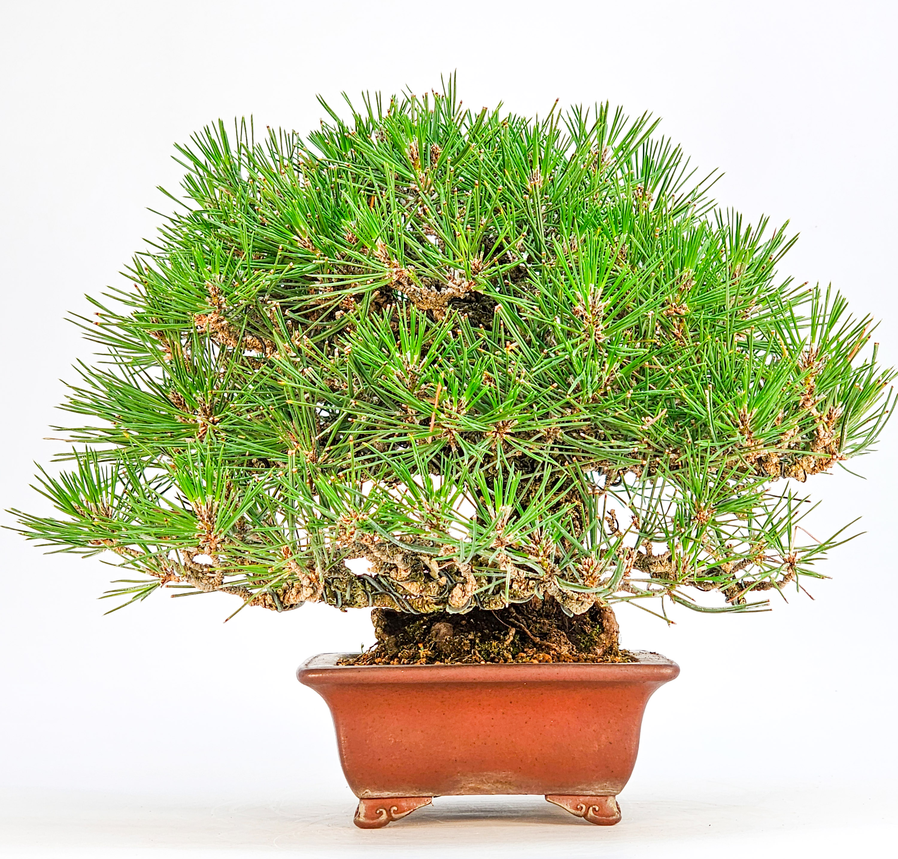 Bonsai Schwarzkiefer - Pinus thunbergii Shohin 20,5cm