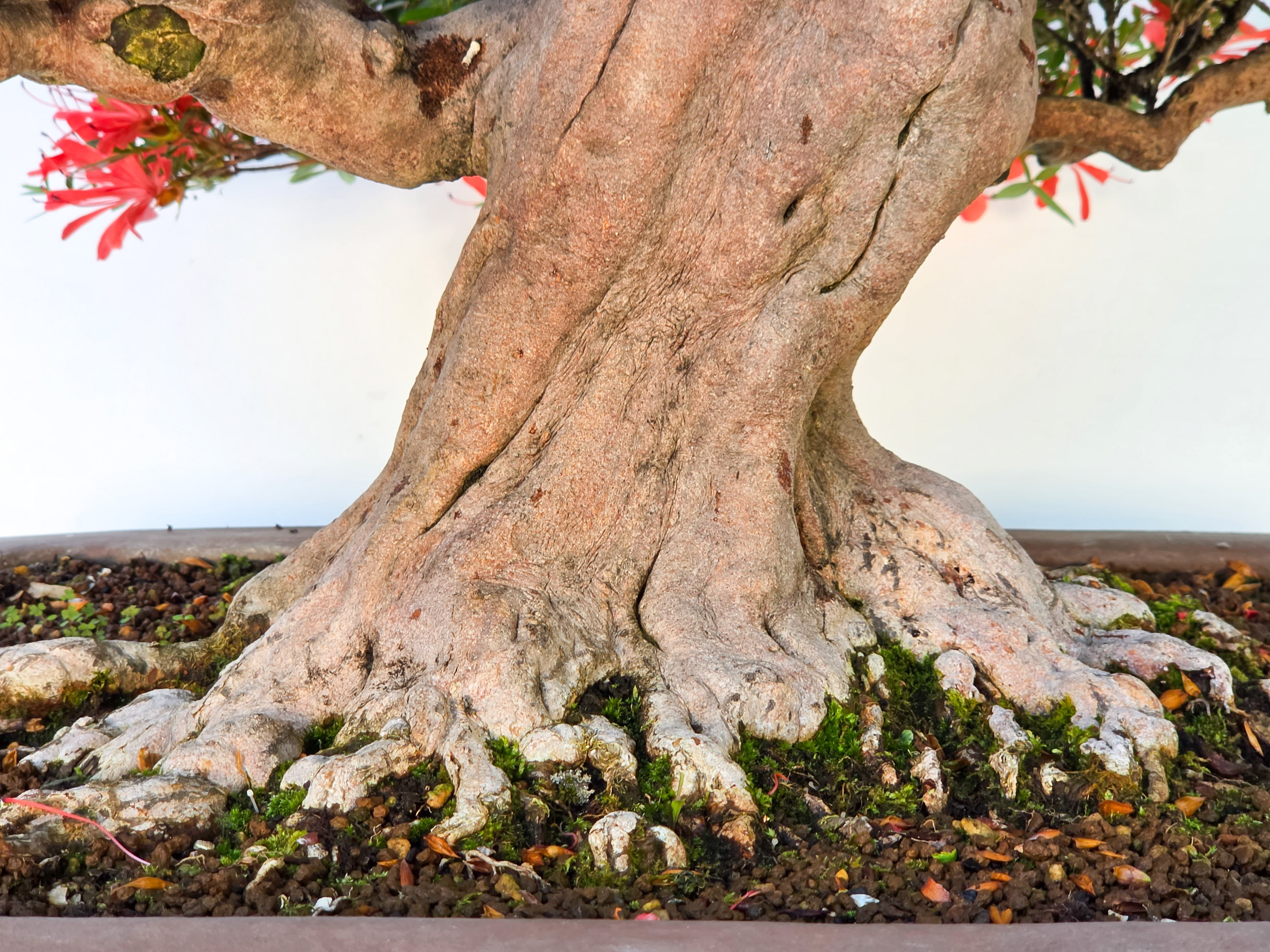 Bonsai Premium Azalee -  Rhododendron indicum kinsai 63cm Video!!
