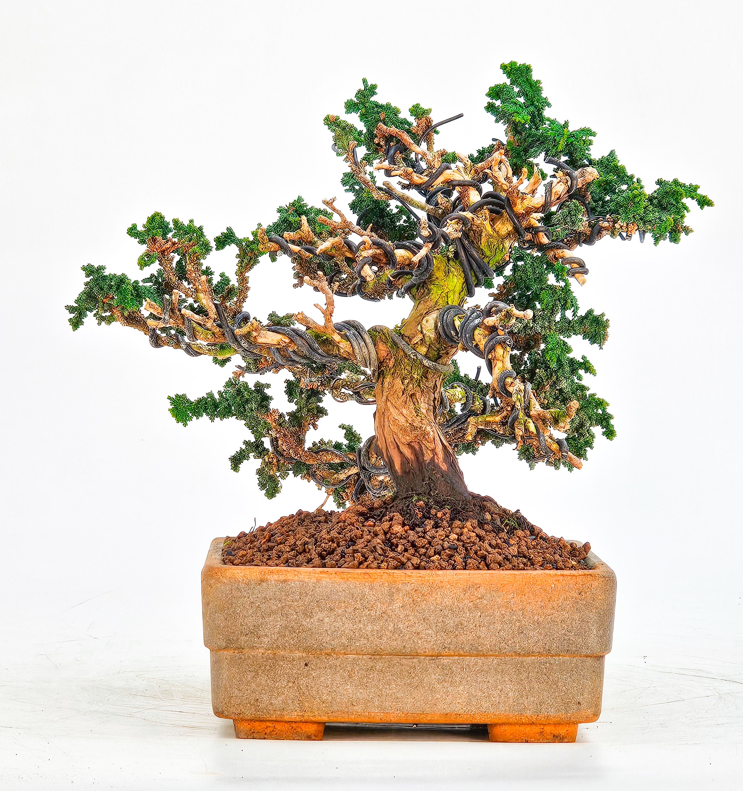 Bonsai Chamaecyparis obtusa Sekka hinoki Shohin 14cm  