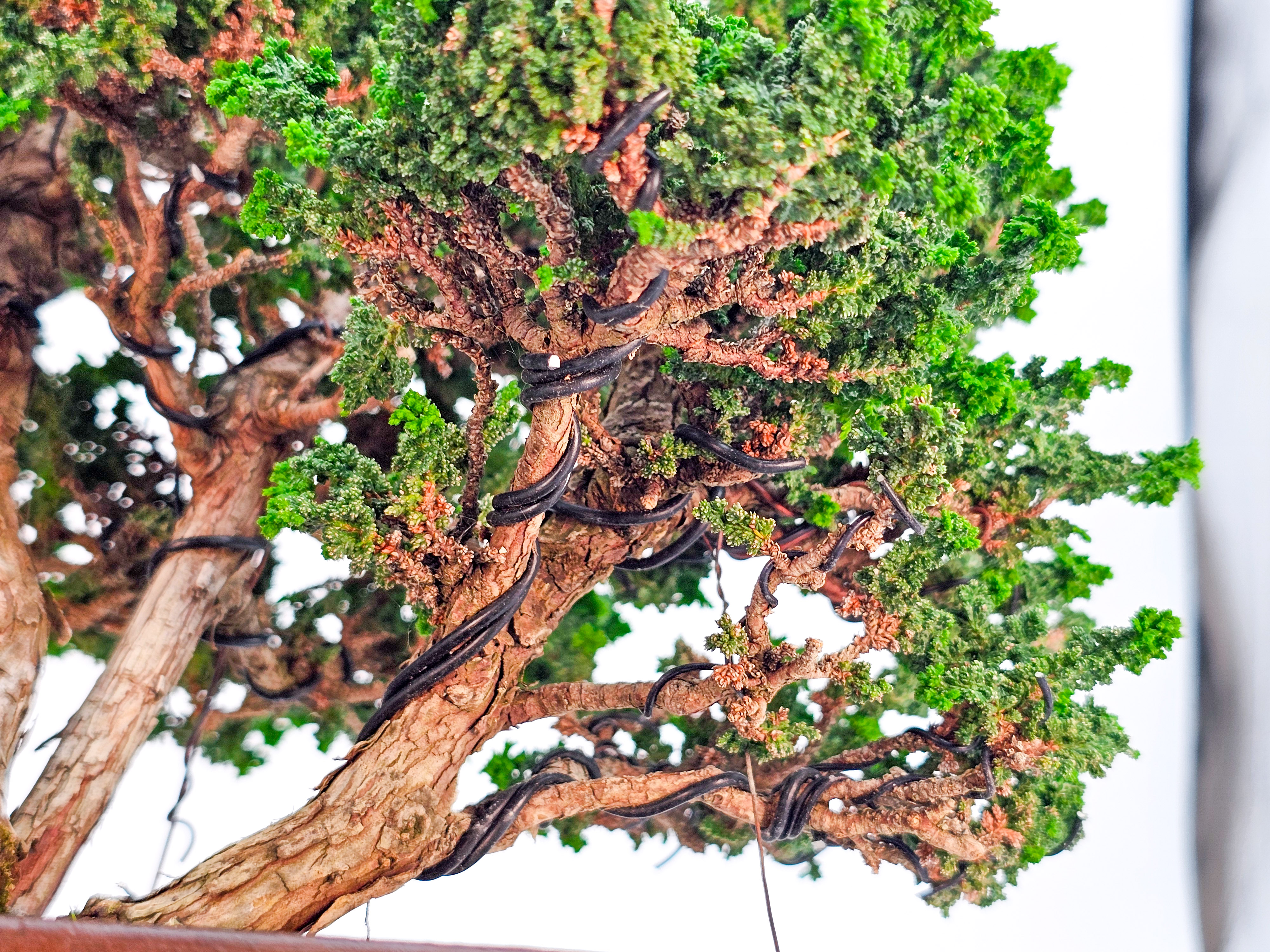 Bonsai Chamaecyparis obtusa Sekka hinoki 31 cm Bonsai Chamaecyparis obtusa Sekka hinoki 31 cm
