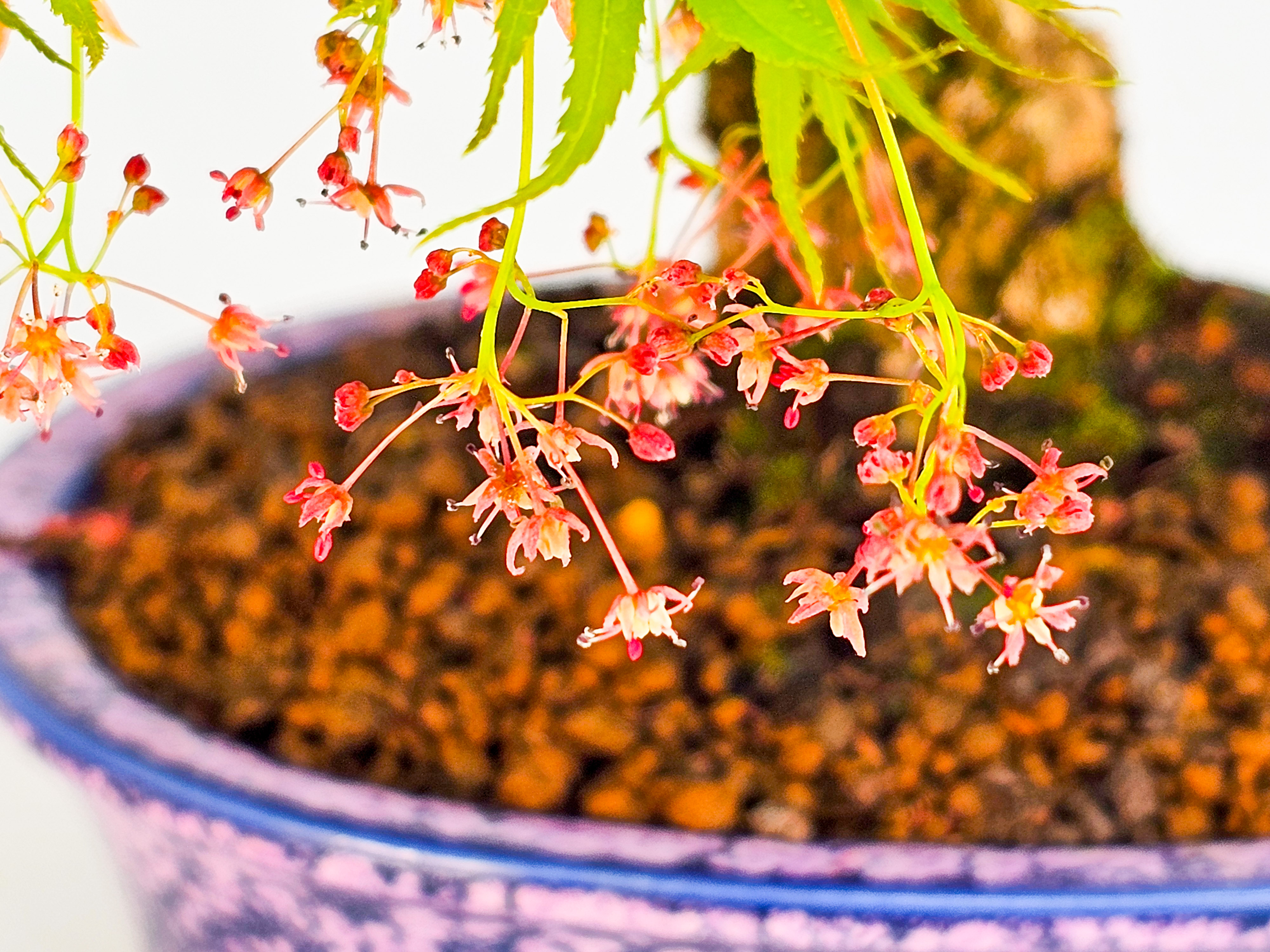 Bonsai Fächerahorn - Acer palmatum Arakawa Shohin 21cm Bonsai Fächerahorn - Acer palmatum Arakawa Shohin 21cm