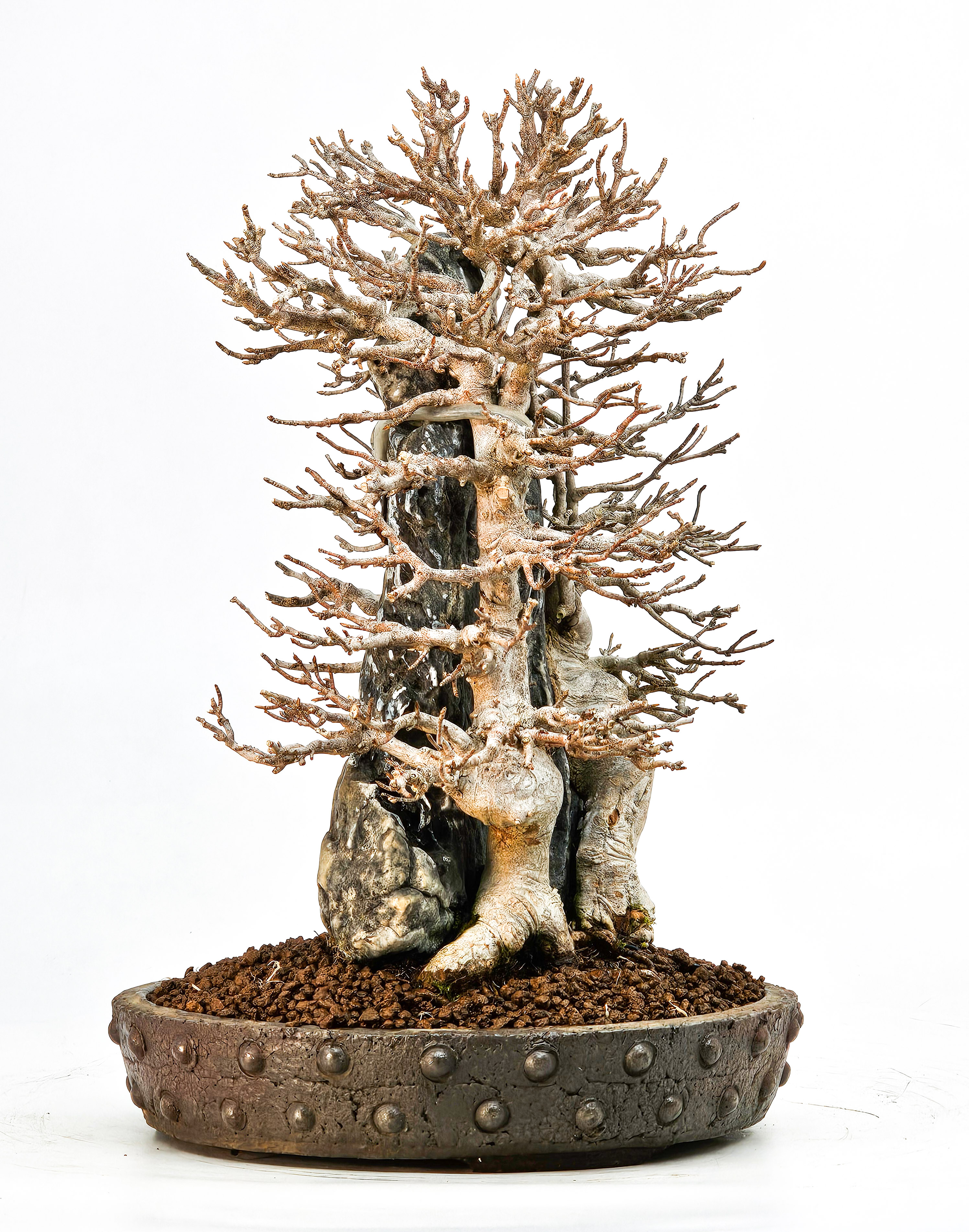 Bonsai Dreispitzahorn - Acer buergerianum Ishizuki 26,5cm - Video!! Bonsai Dreispitzahorn - Acer buergerianum Ishizuki 26,5cm - Video!!