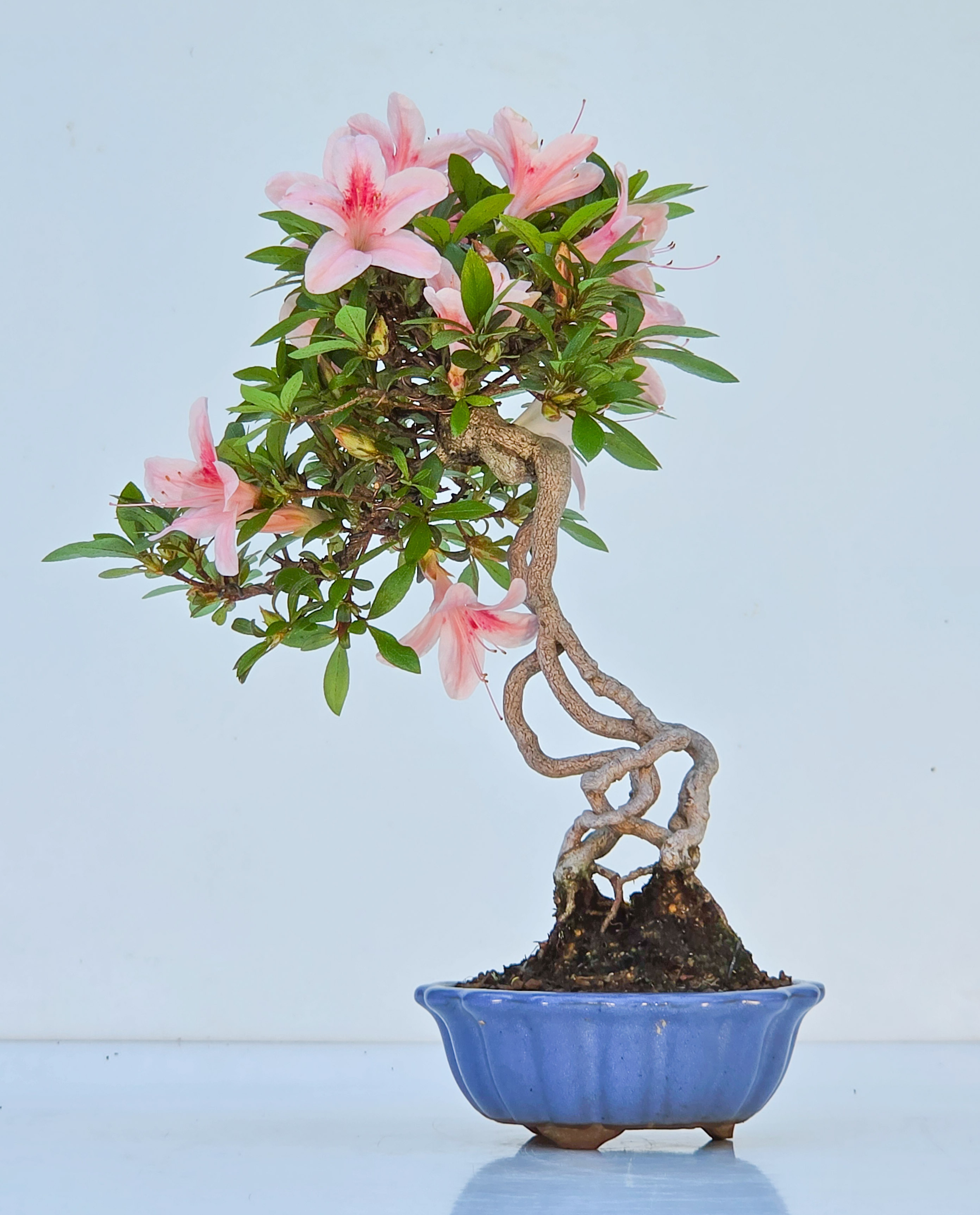 Bonsai Azalee - Rhododendron indicum Shohin 21cm