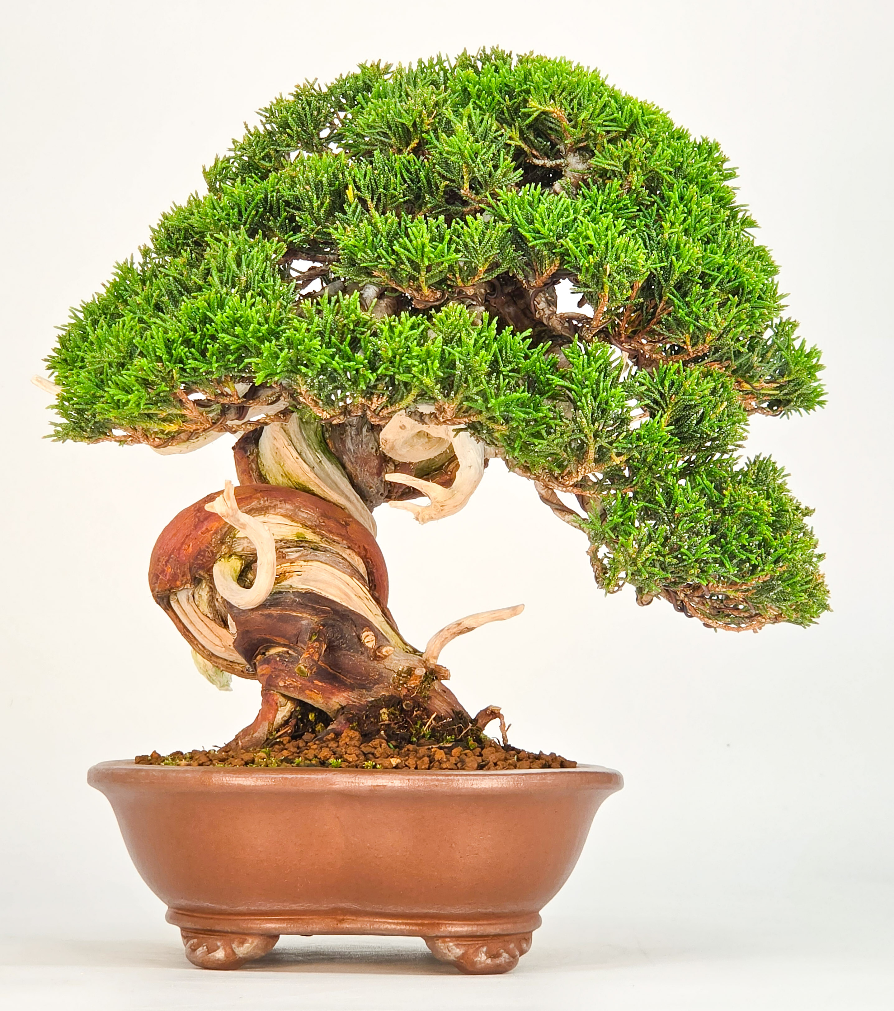 Bonsai Premium Wacholder - Juniperus chinensis 23cm Video!!