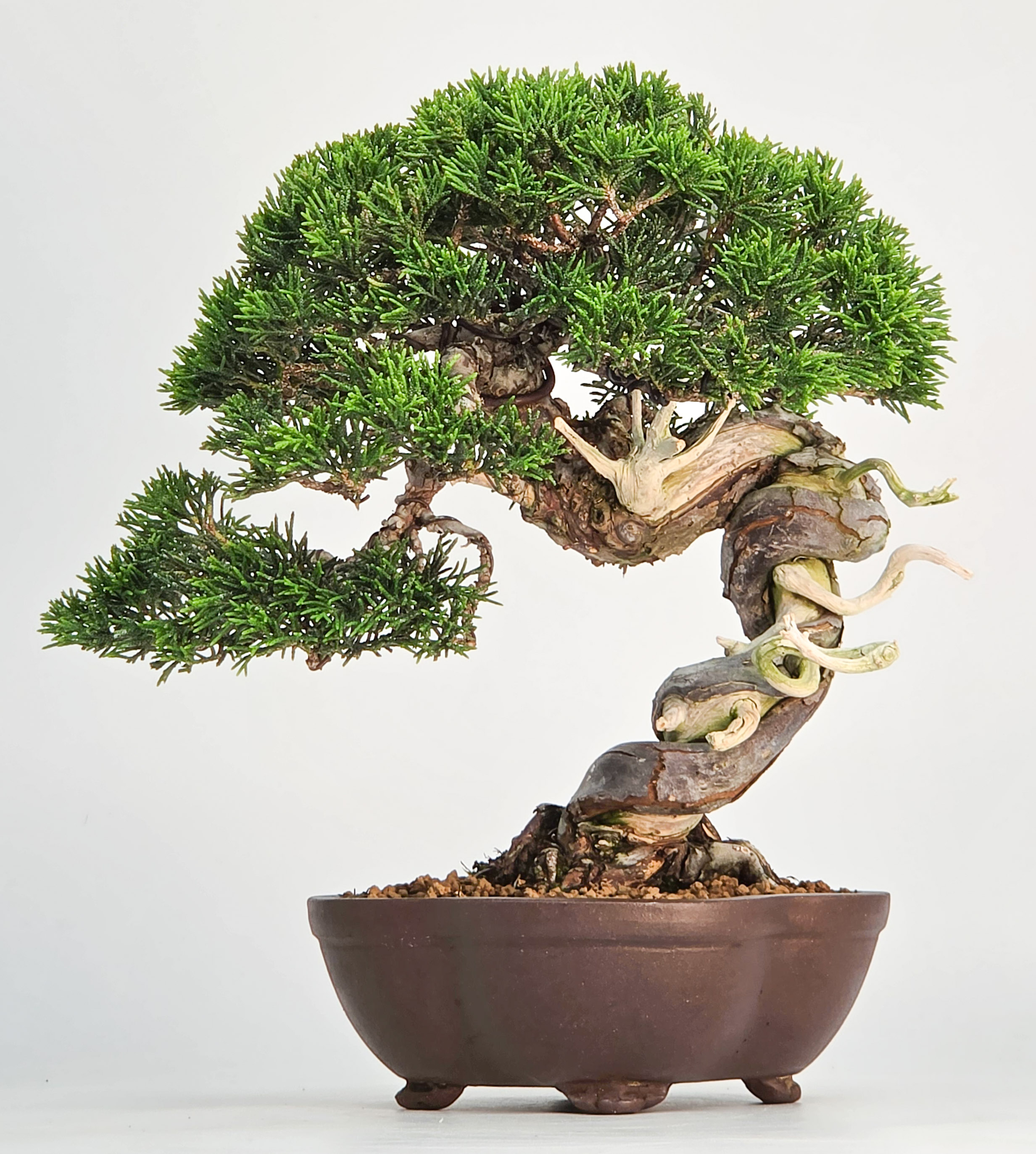Bonsai Wacholder - Juniperus chinensis Shohin 21cm