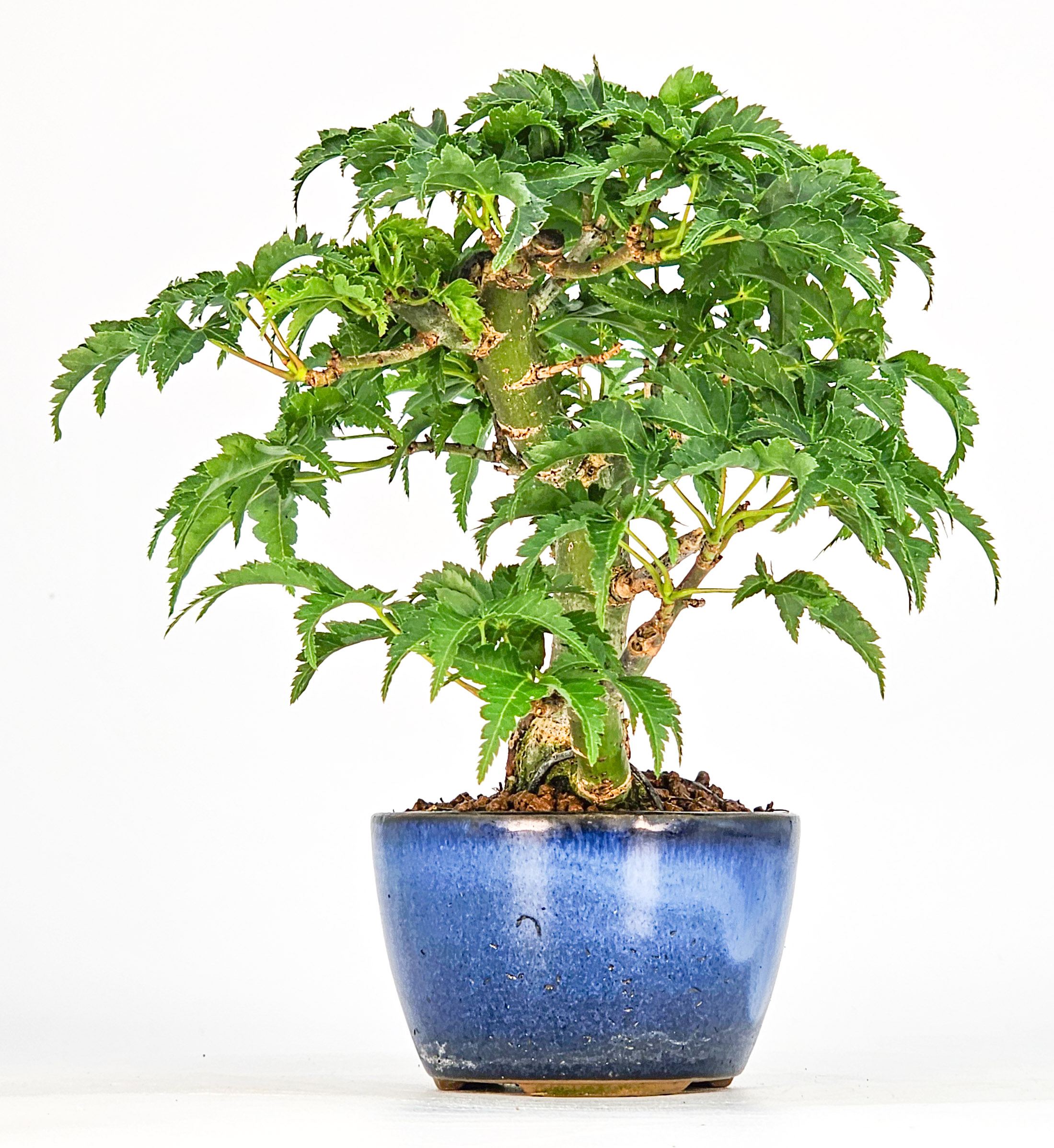 Bonsai Löwenkopfahorn- Acer palmatum Shishigashira Shohin 13cm