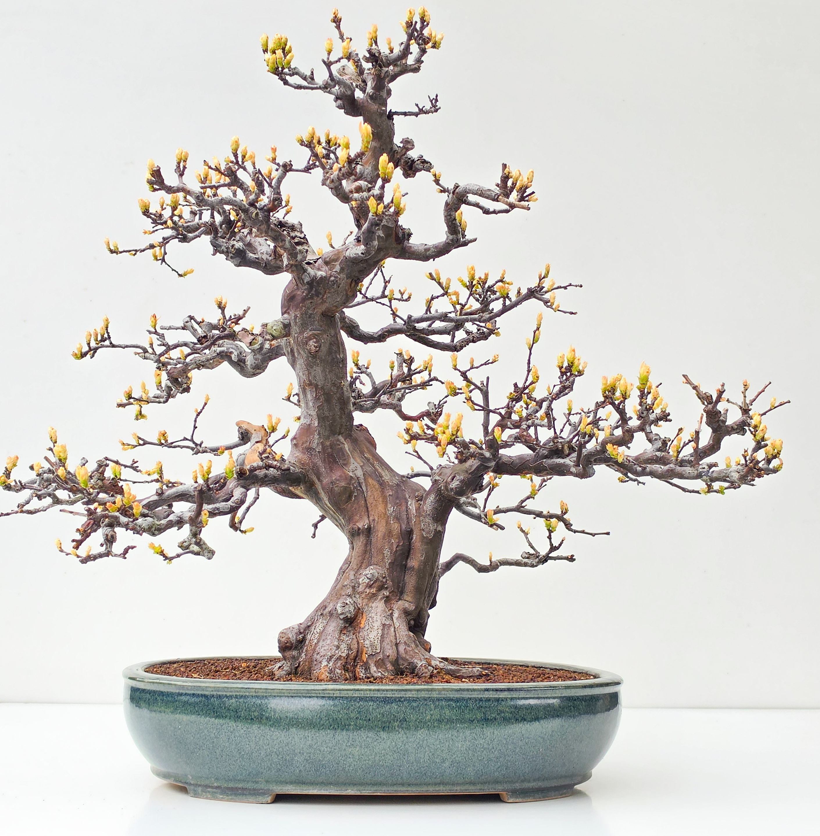 Bonsai Quitte - Pseudocydonia sinensis 56cm
