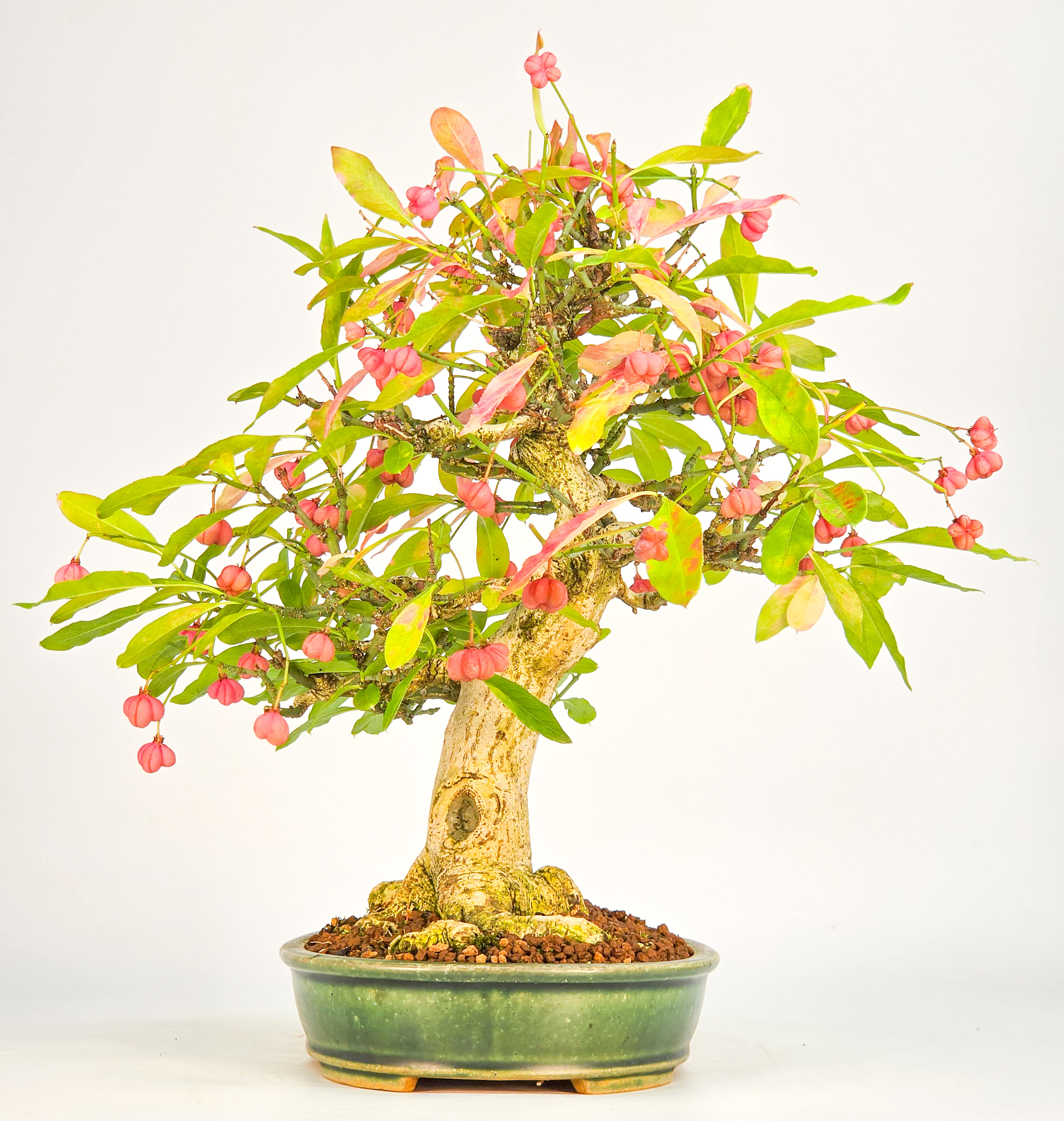 Bonsai Pfaffenhütchen - Euonymus europaeus 25cm