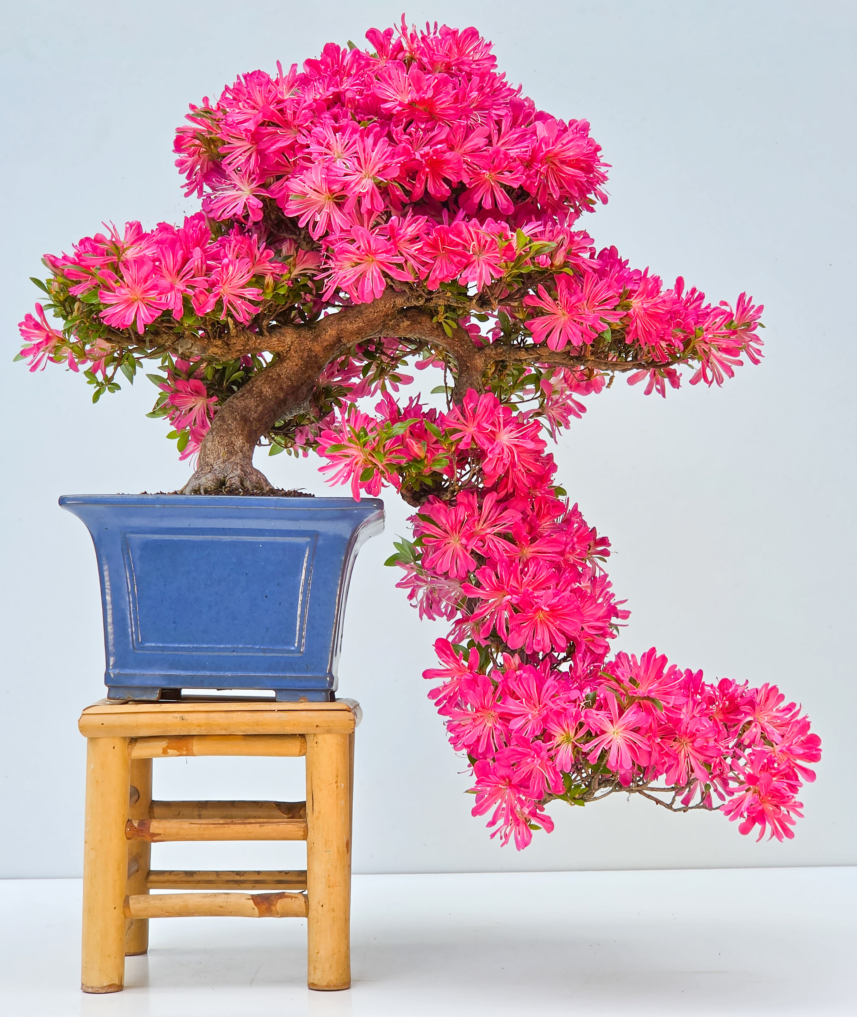 Bonsai Azalee -  Rhododendron indicum hanabin 63cm Video!!