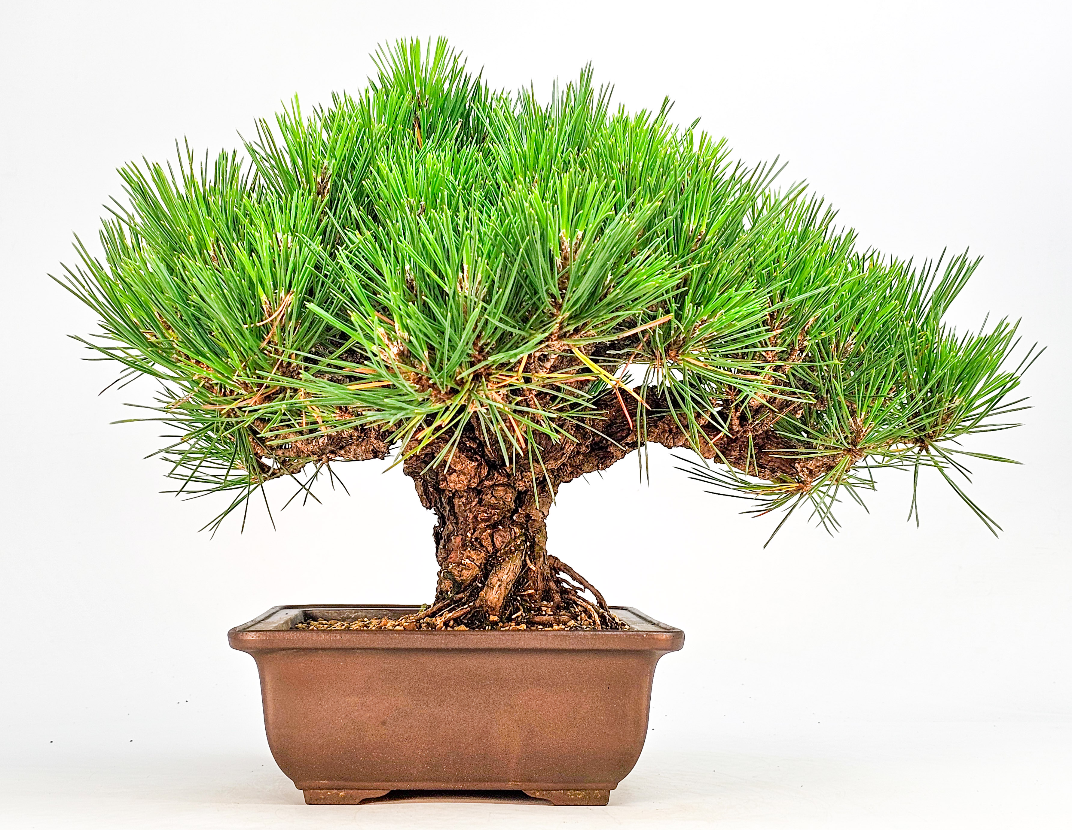 Bonsai Schwarzkiefer - Pinus thunbergii 26cm  