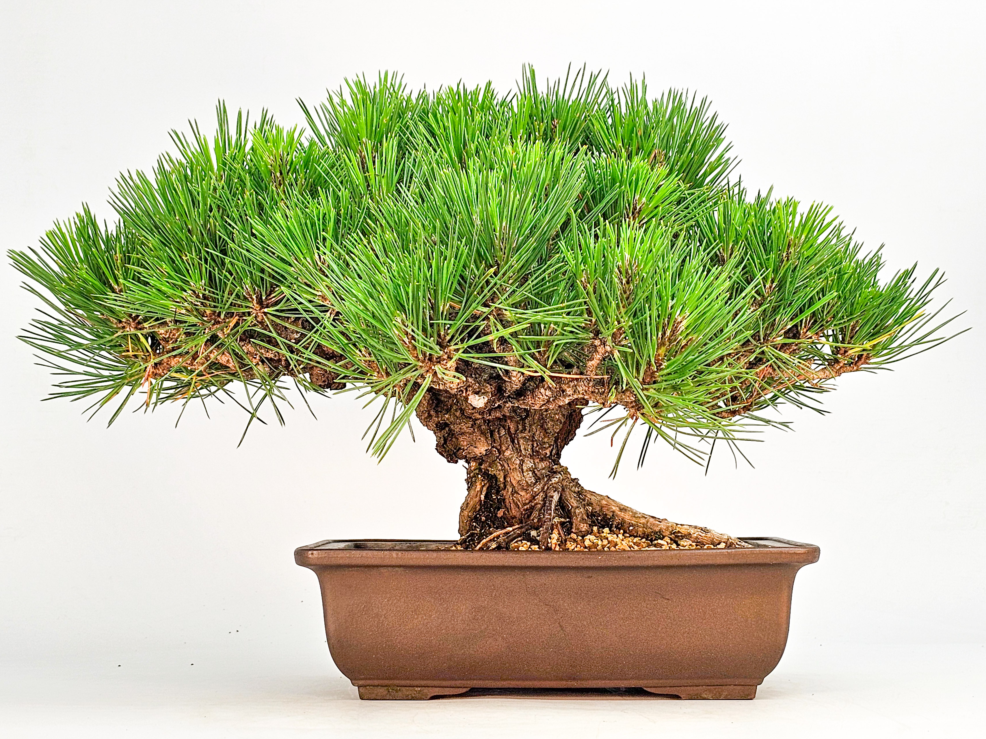 Bonsai Schwarzkiefer - Pinus thunbergii 26cm  