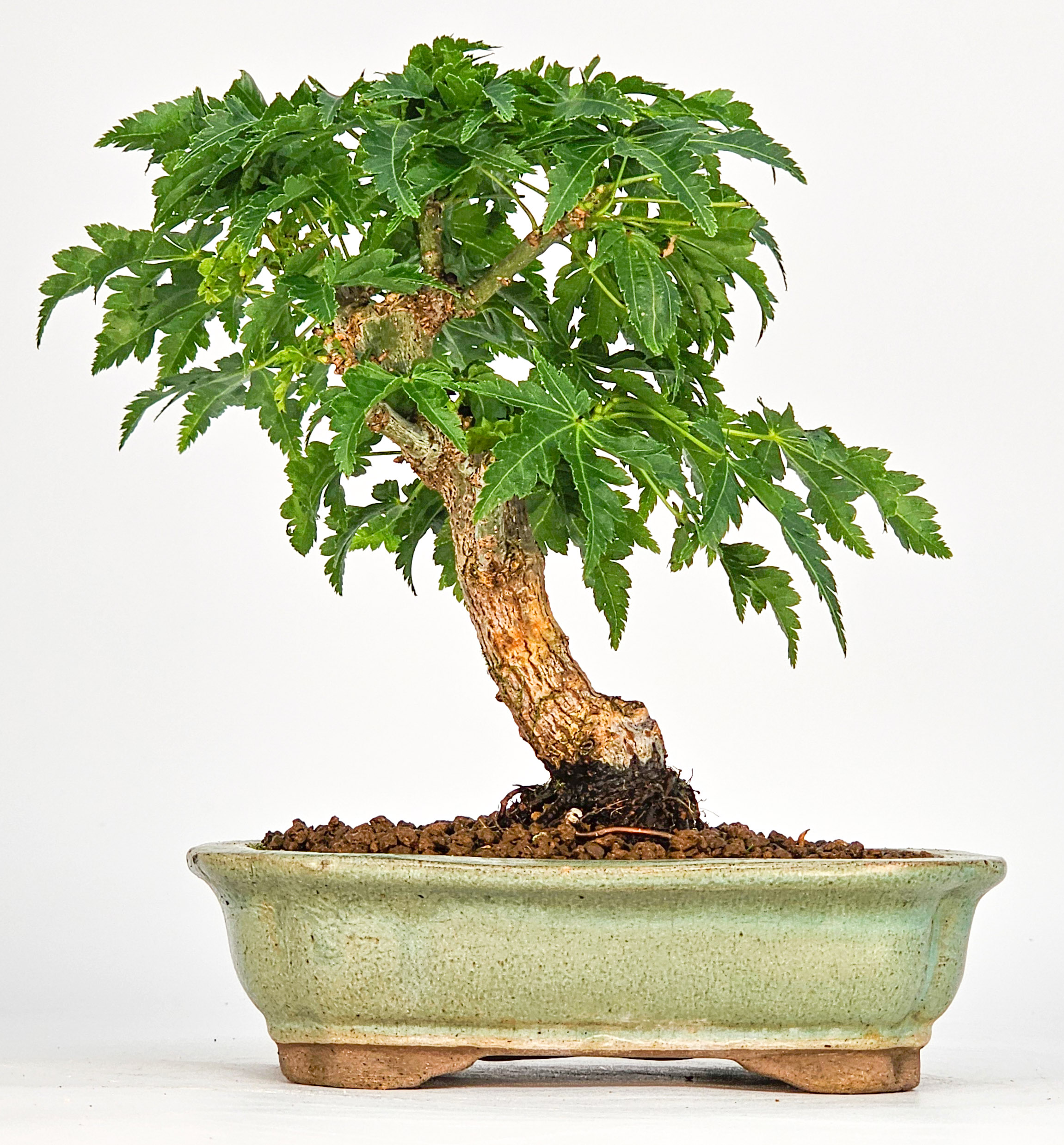 Bonsai Löwenkopfahorn- Acer palmatum Shishigashira Shohin 11cm